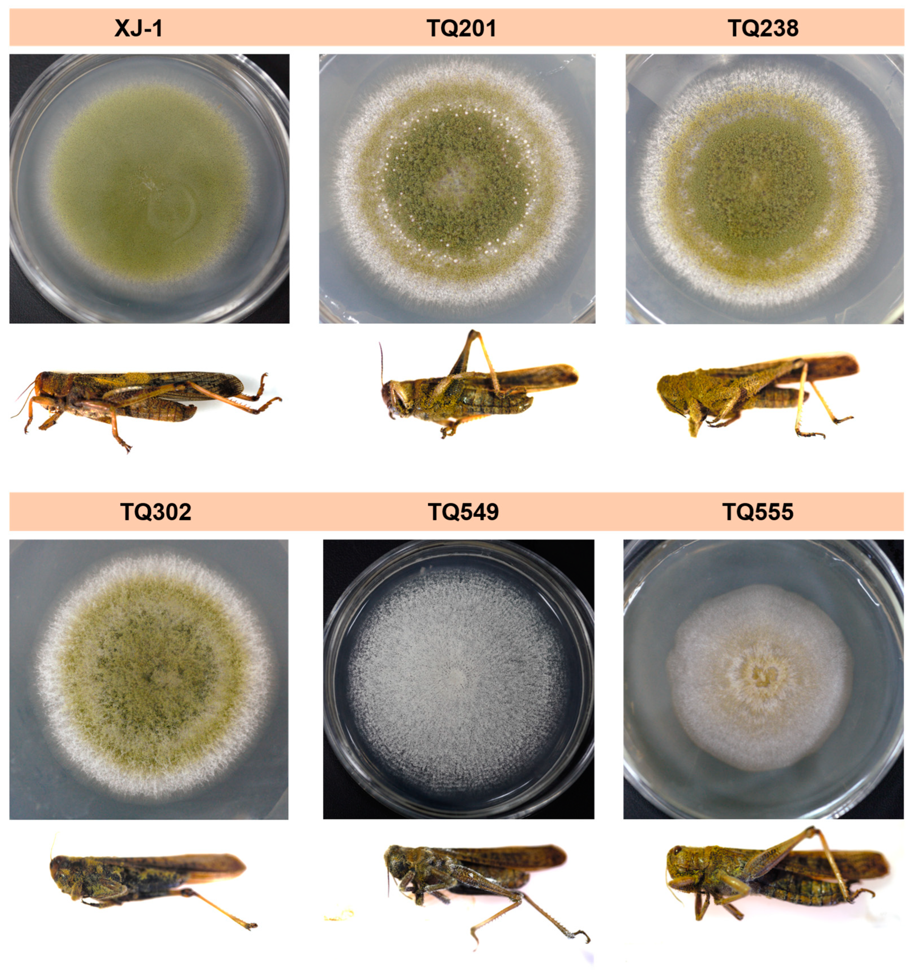 Agronomy 14 00116 g001