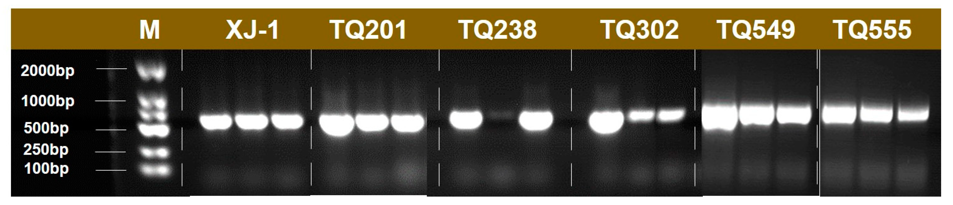 Agronomy 14 00116 g002