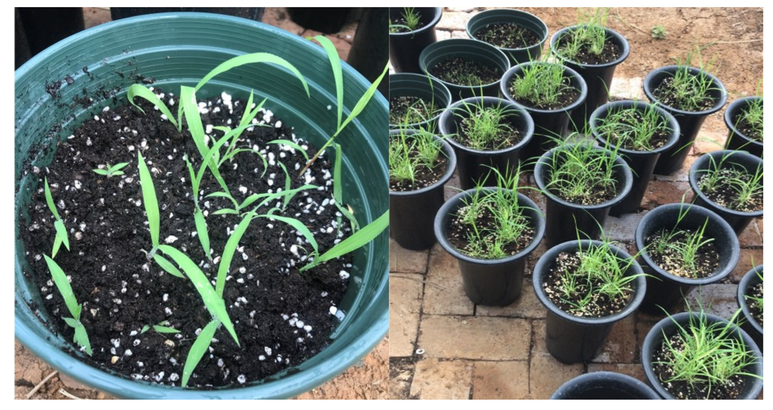 Agronomy 14 00118 g001