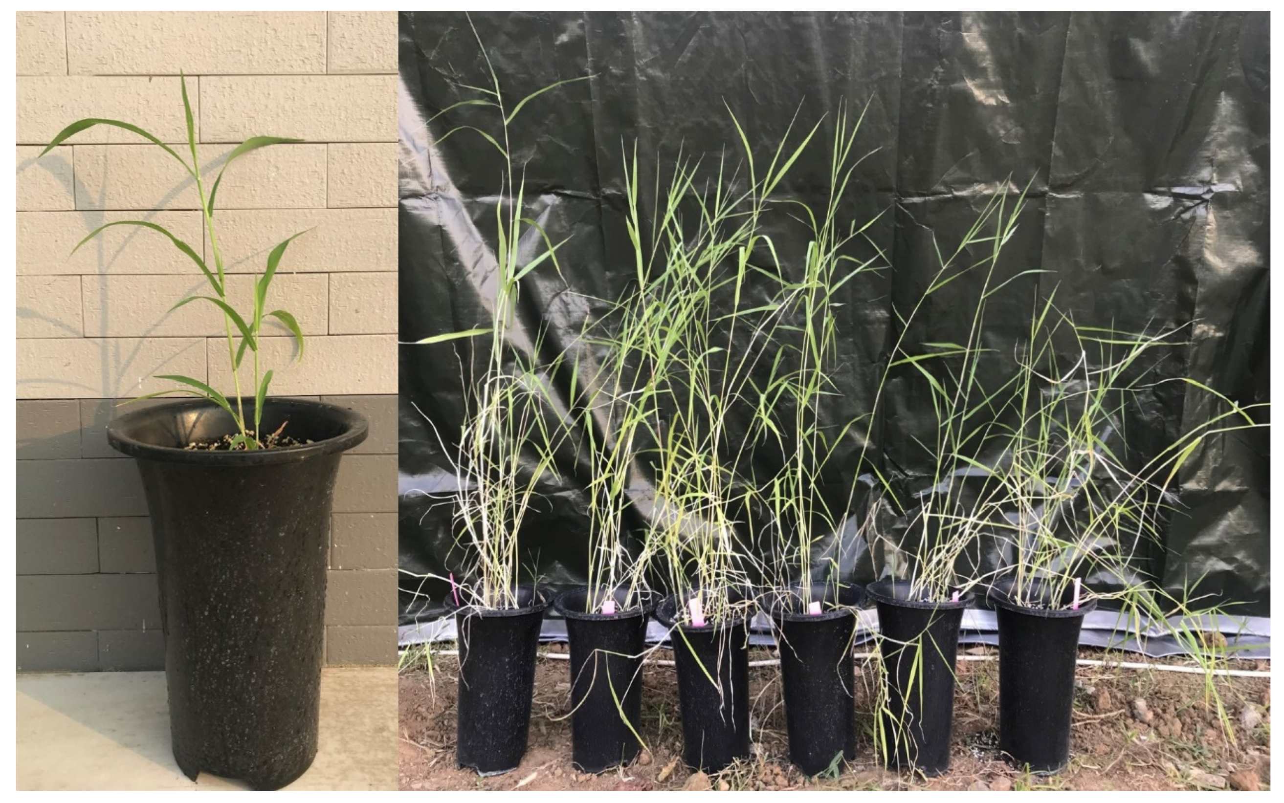 Agronomy 14 00118 g002