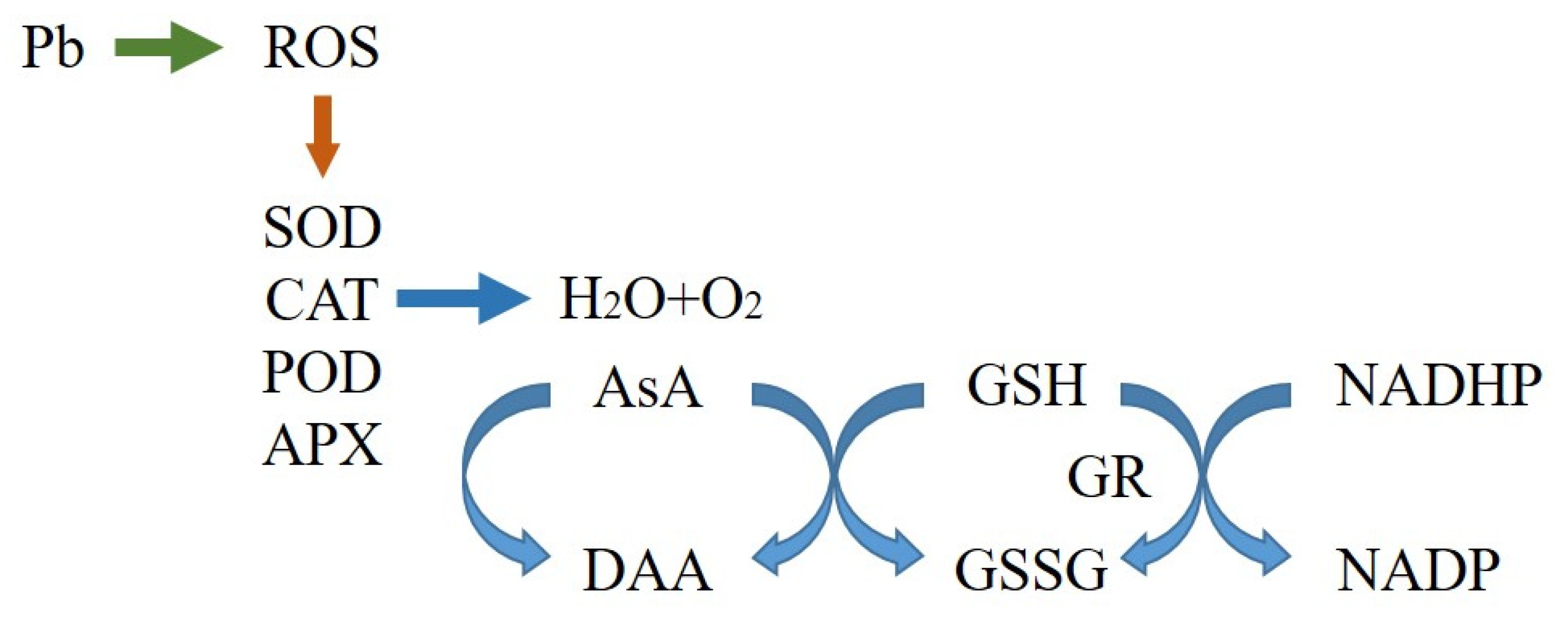 Phytoremediation of Toxic Lead from Contaminated Soil Using