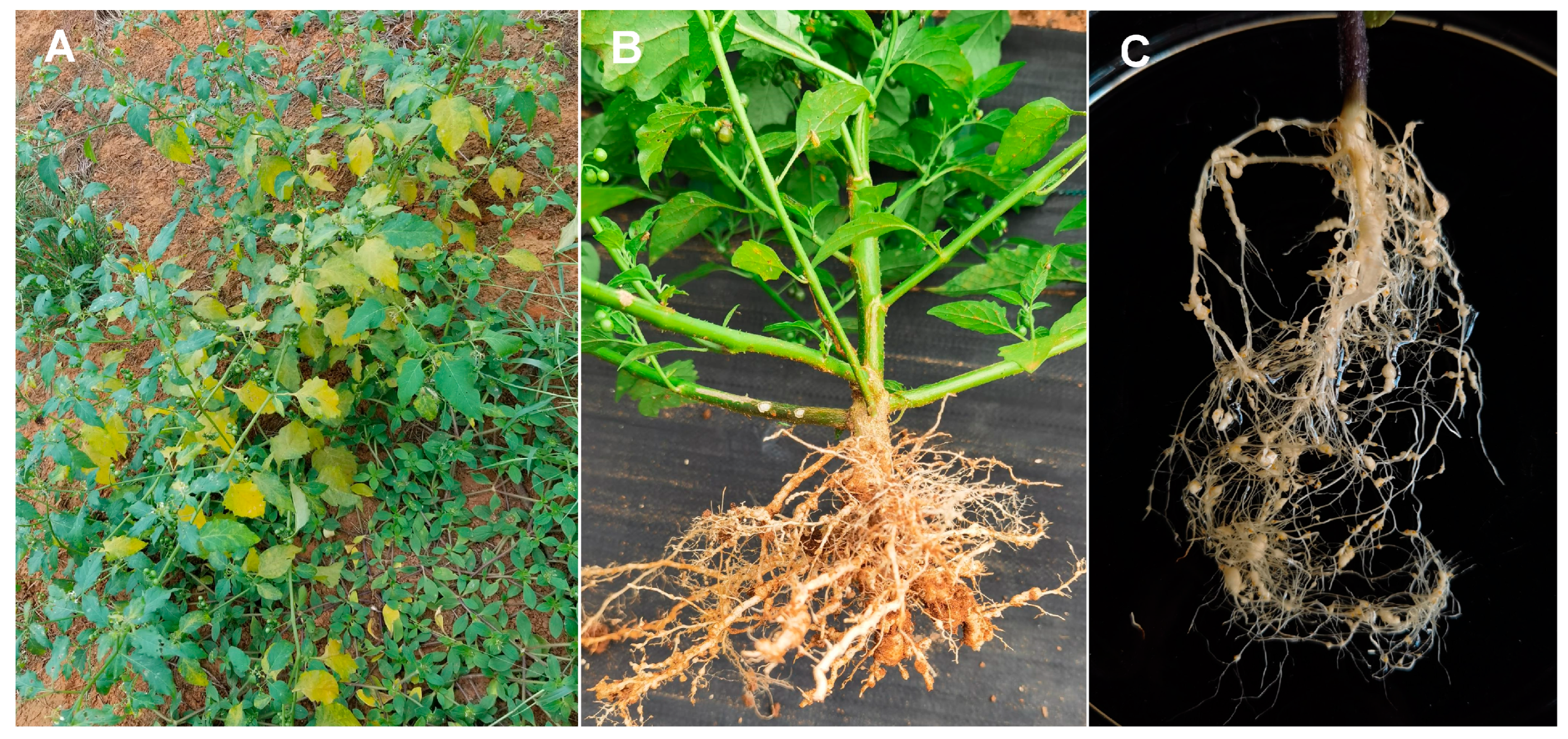 Agronomy 14 00129 g001