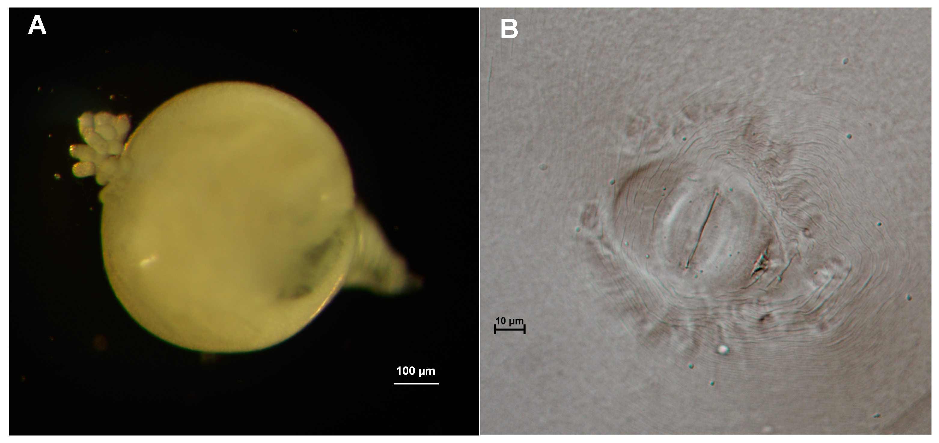Agronomy 14 00129 g002
