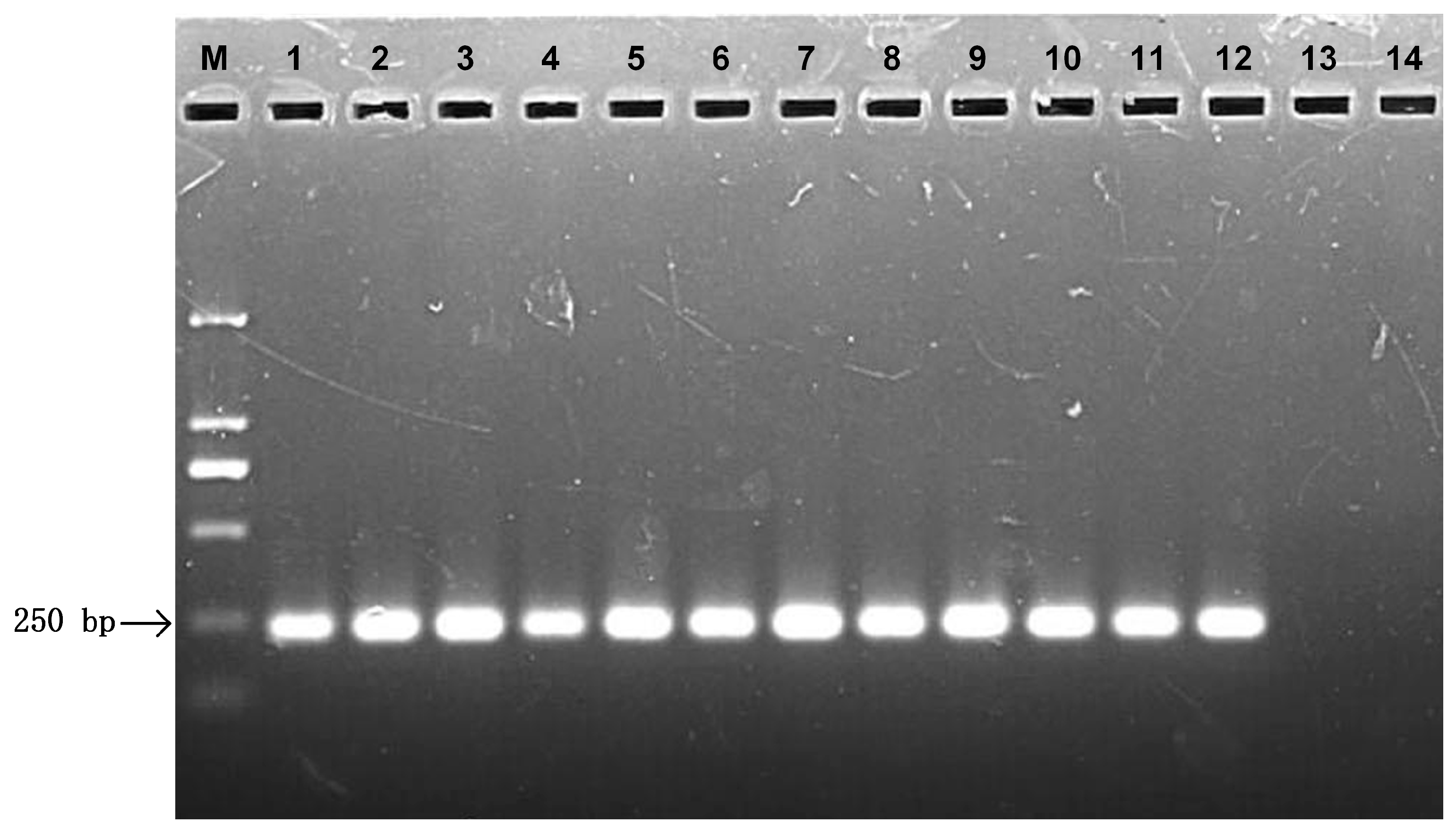 Agronomy 14 00129 g003