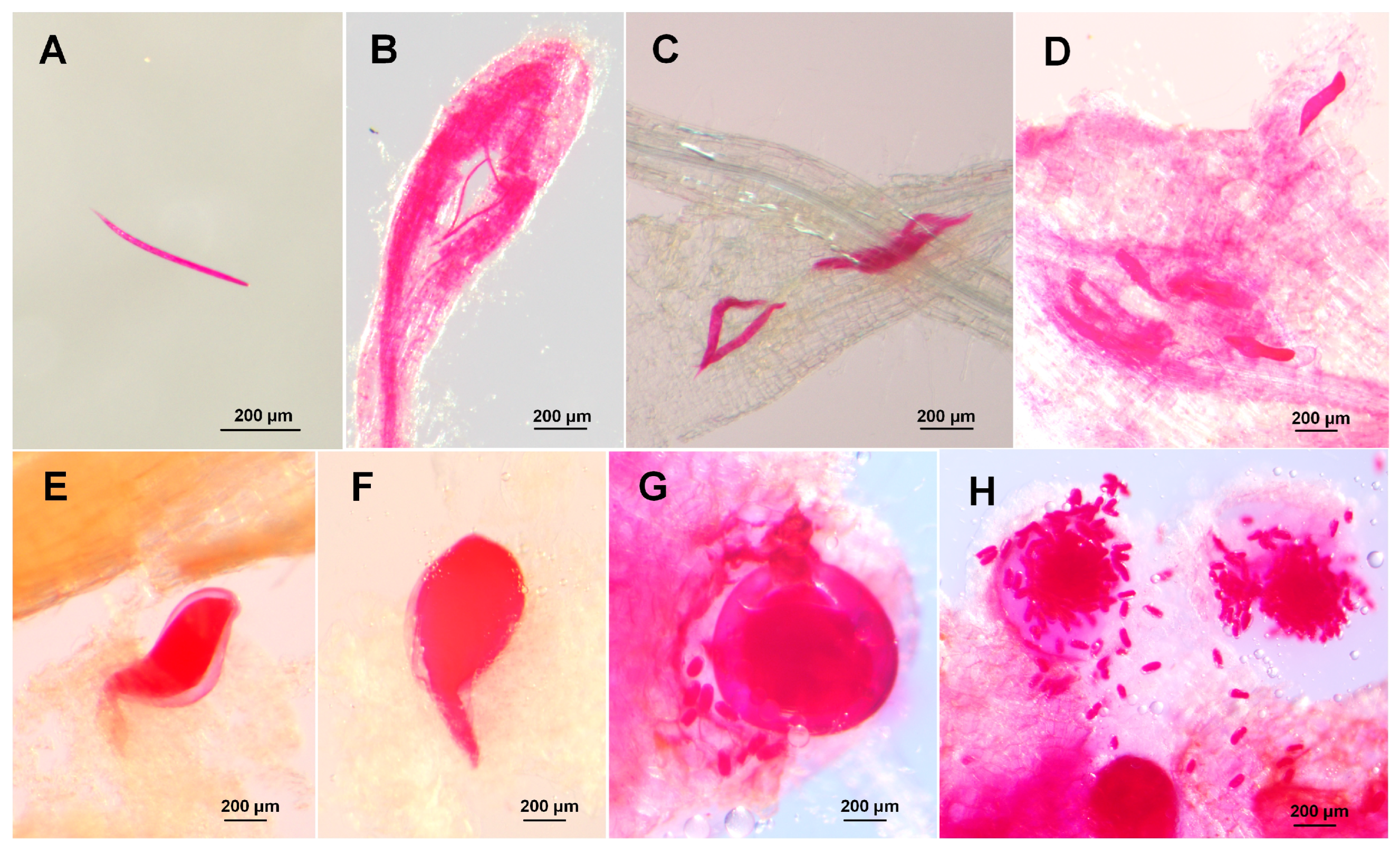 Agronomy 14 00129 g005
