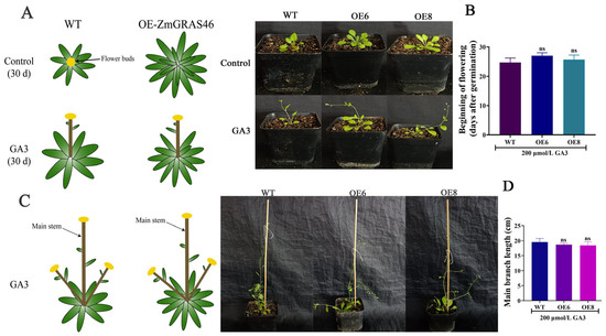 ZmGRAS46 Negatively Regulates Flowering Time in Arabidopsis thaliana