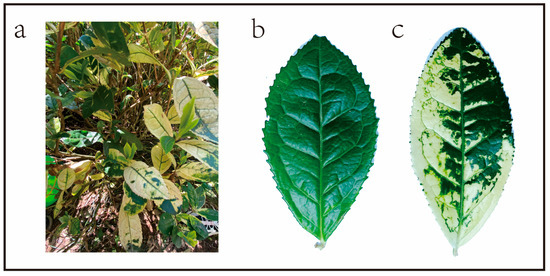 Identification and Functional Analysis of PR Genes in Leaves
