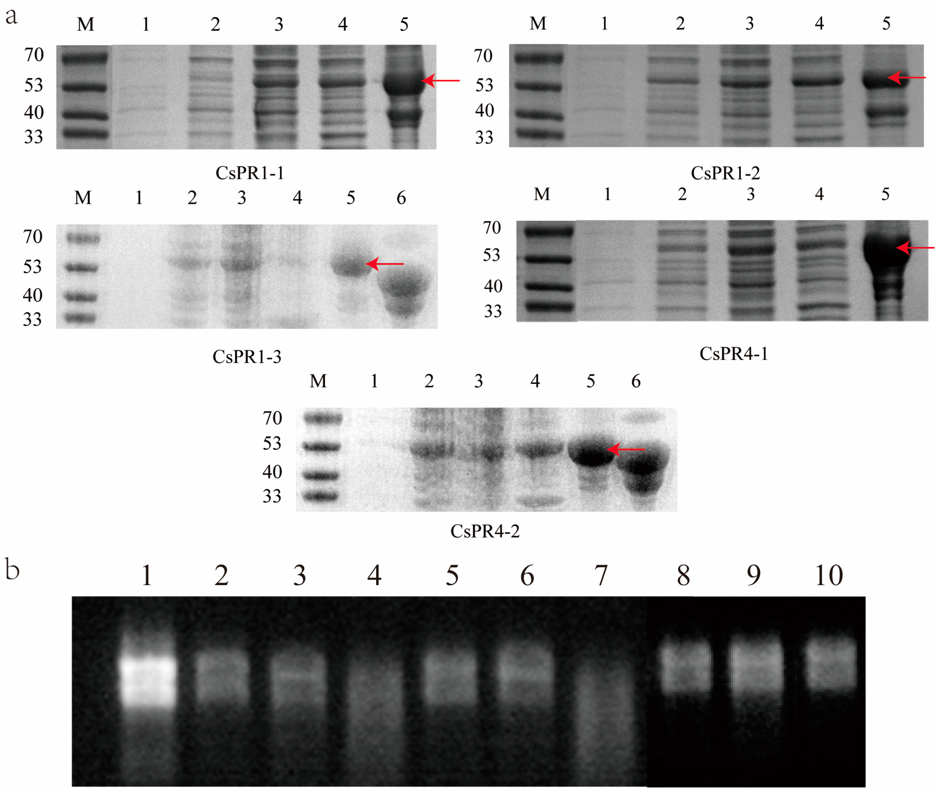 Agronomy 14 00156 g008 Agronomy 14 00156 g008