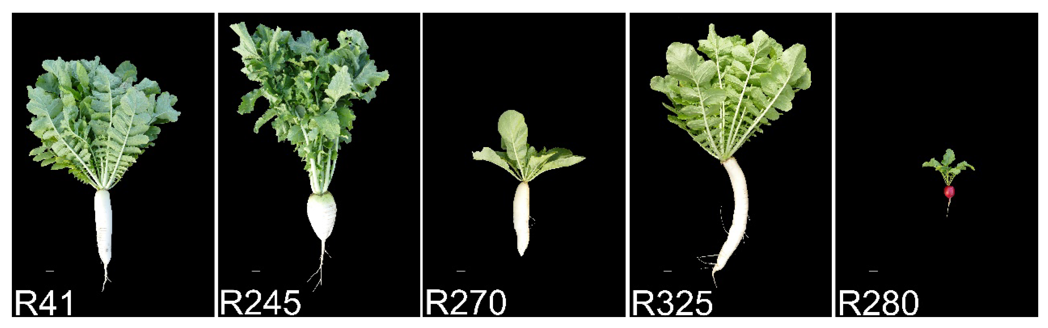 Agronomy 14 00157 g005 Agronomy 14 00157 g005