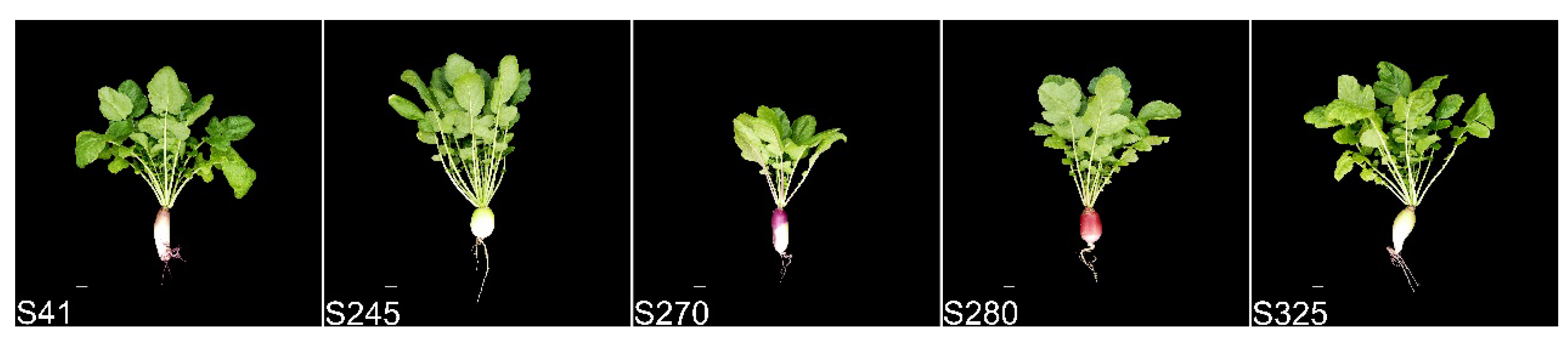 Agronomy 14 00157 g007 Agronomy 14 00157 g007