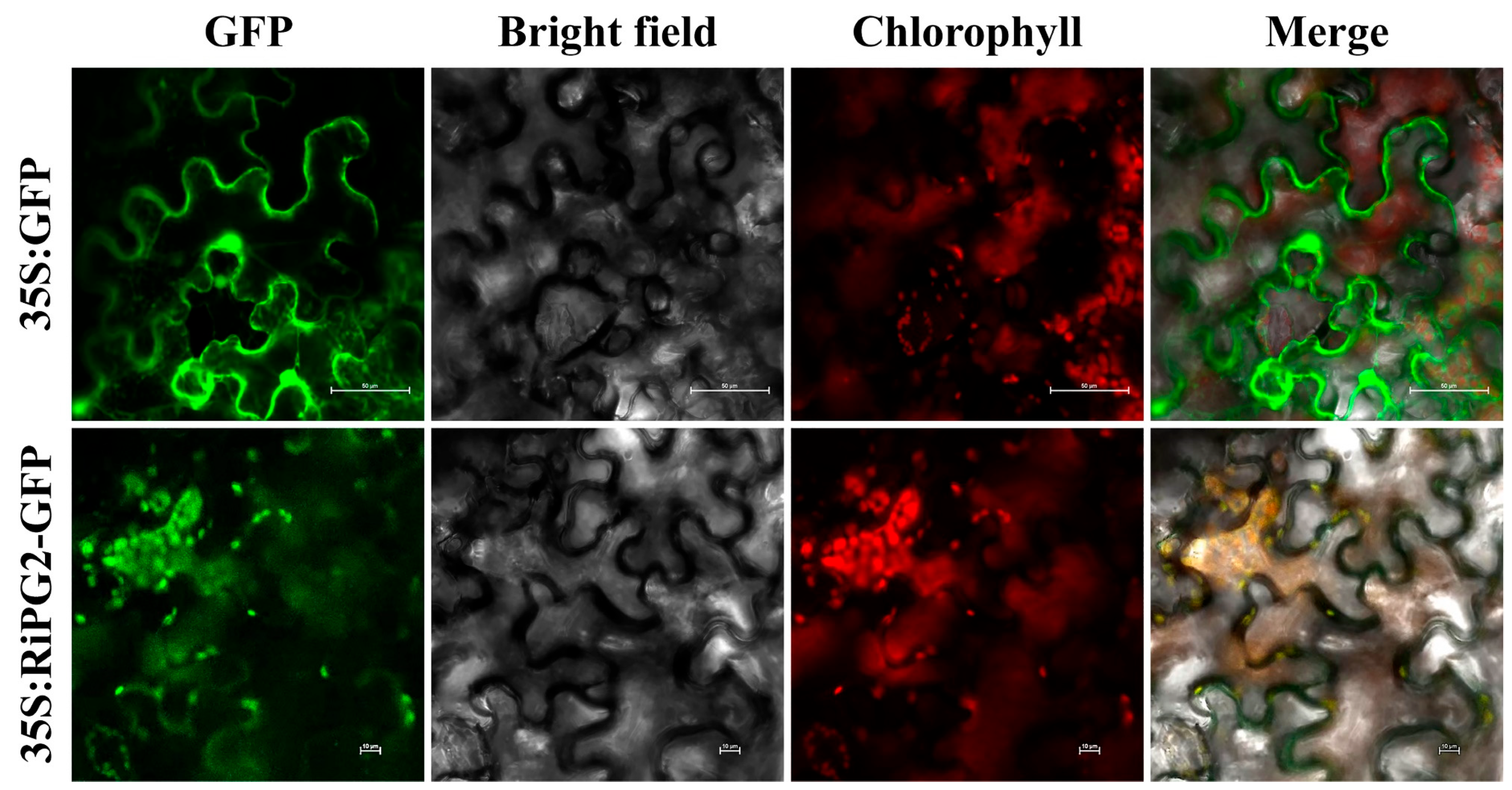Agronomy 14 00160 g002