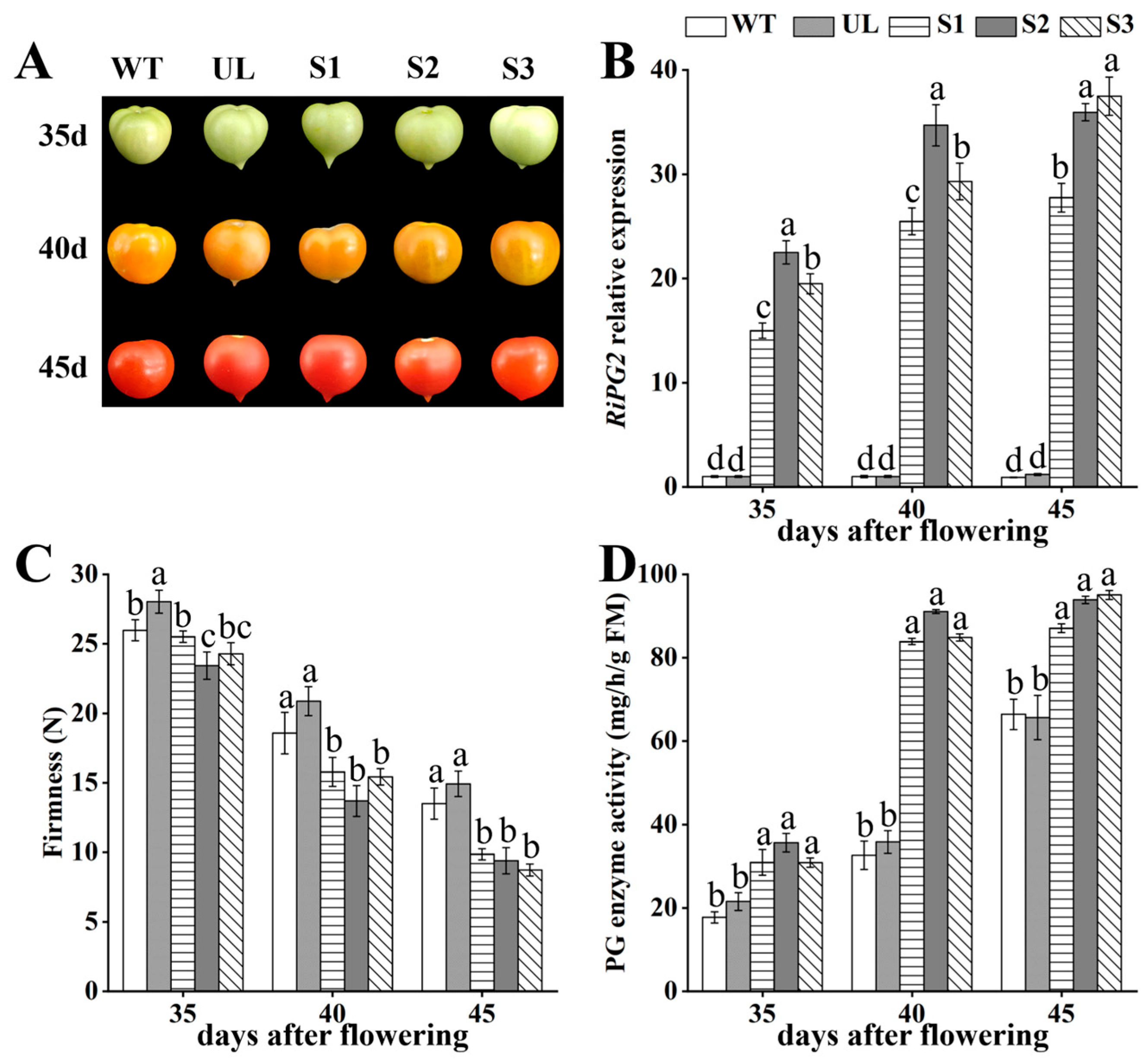 Agronomy 14 00160 g005