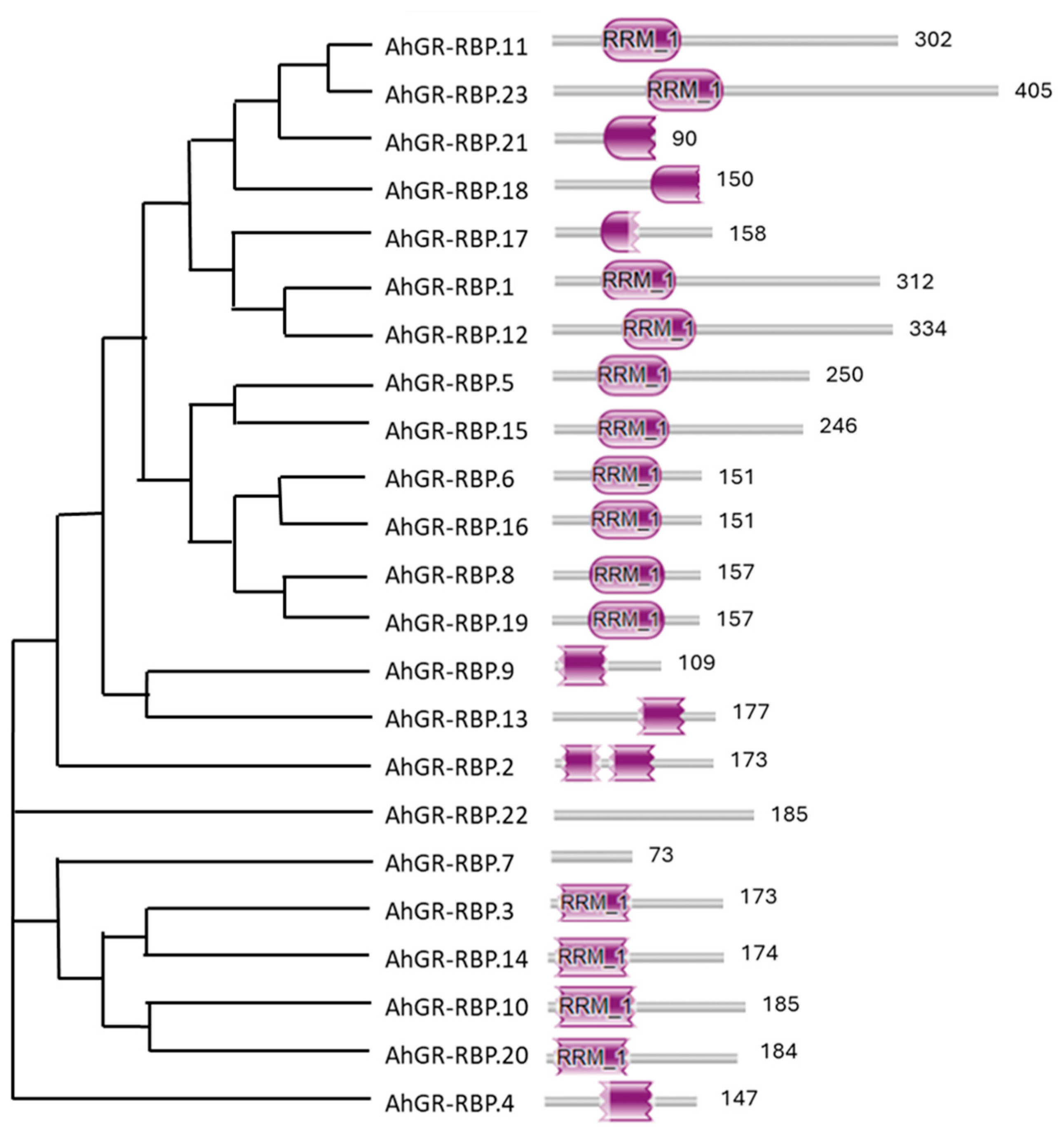 Agronomy 14 00165 g004