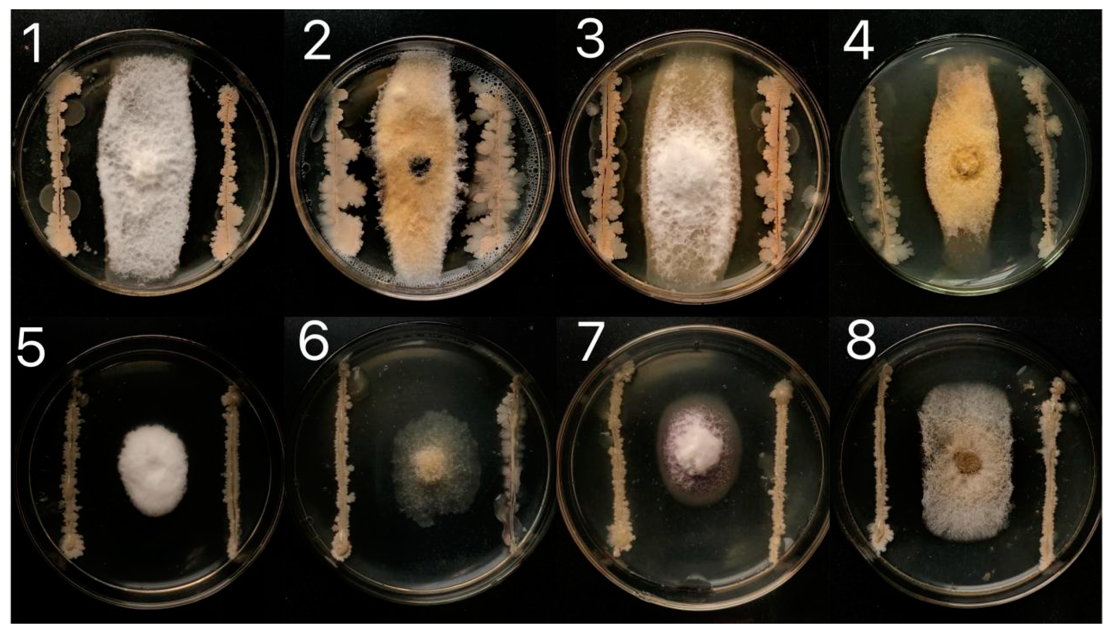 Agronomy 14 00167 g001