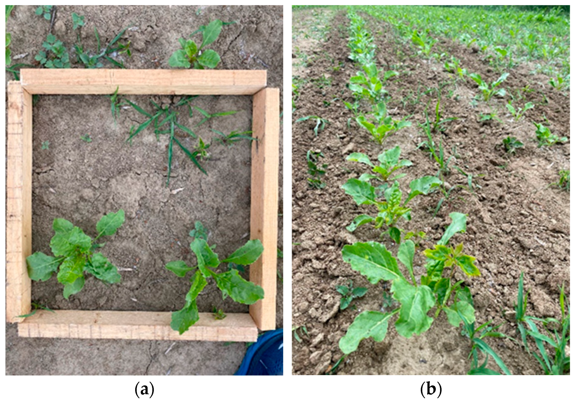 Agronomy 14 00176 g006