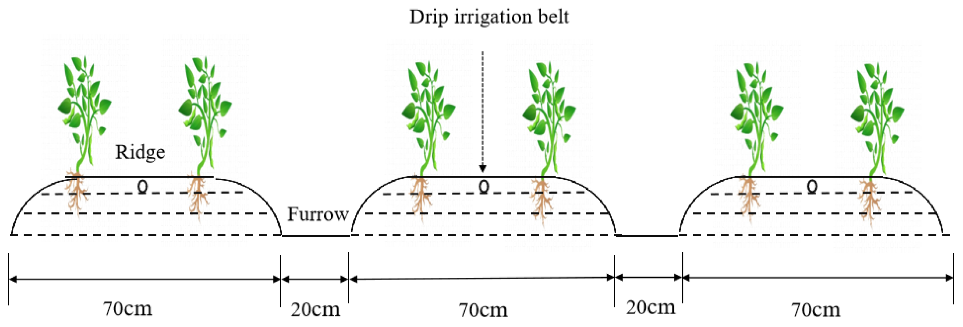 Agronomy 14 00183 g002 Agronomy 14 00183 g002