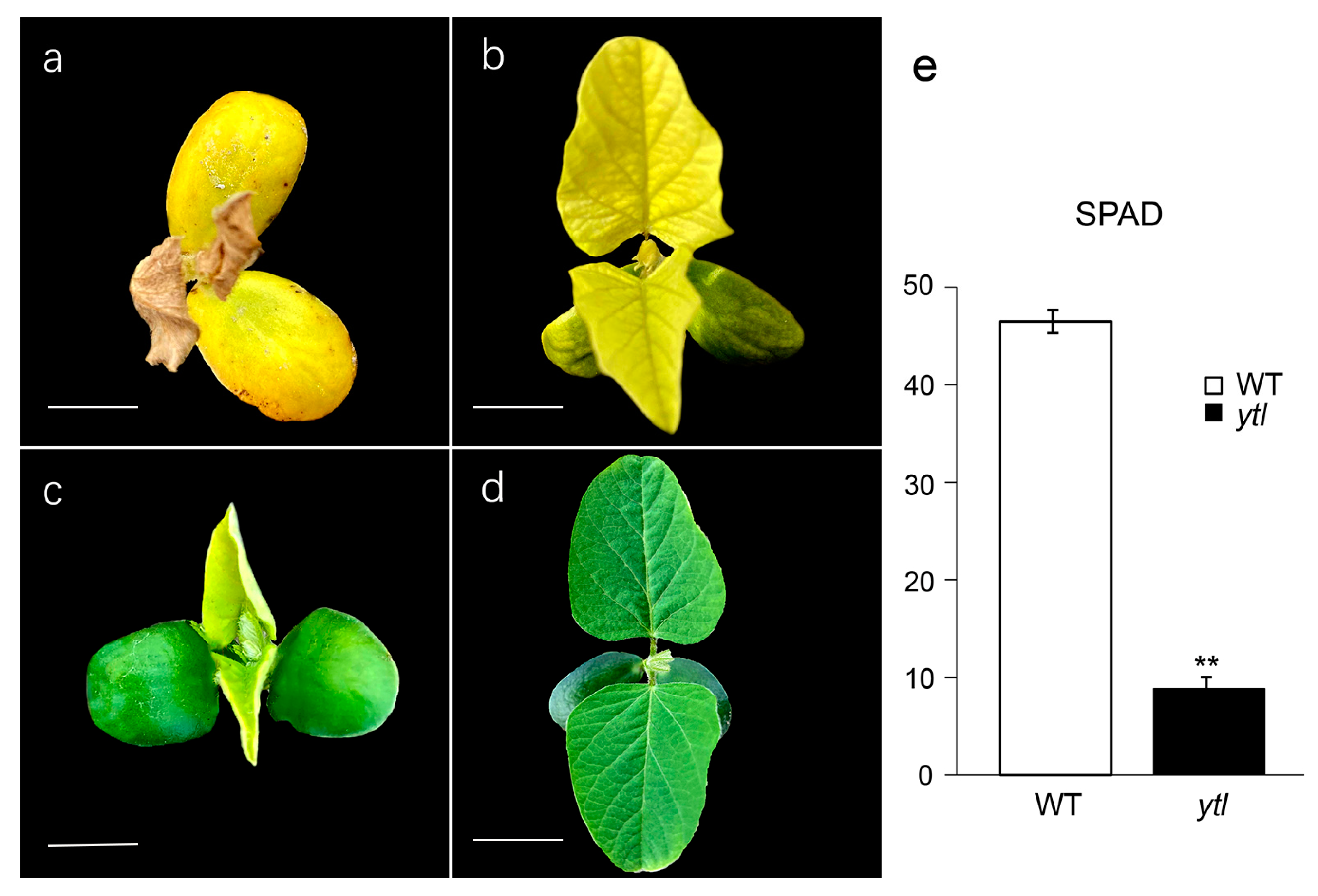 Agronomy 14 00185 g001 Agronomy 14 00185 g001