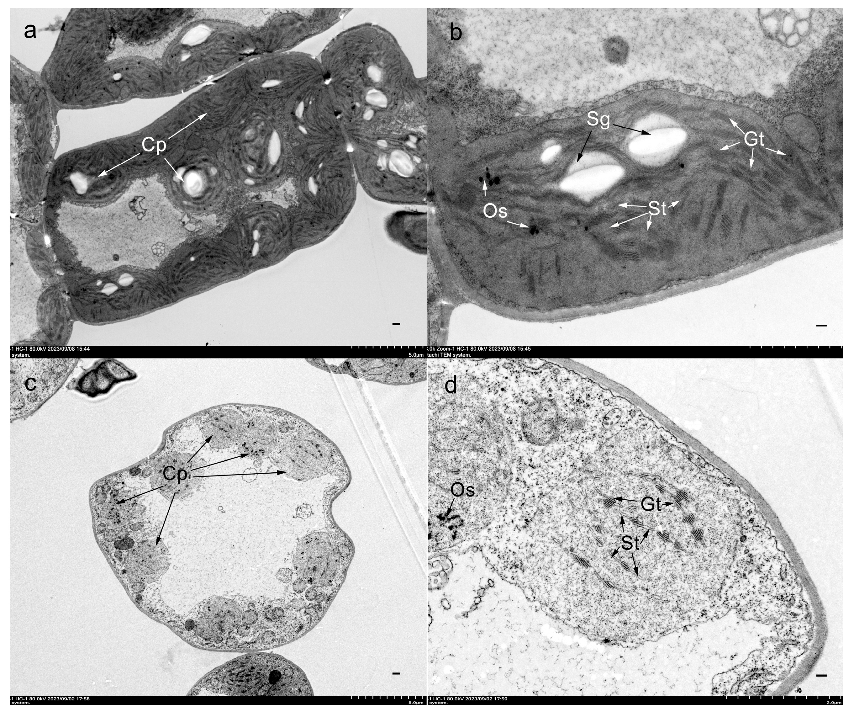 Agronomy 14 00185 g002 Agronomy 14 00185 g002