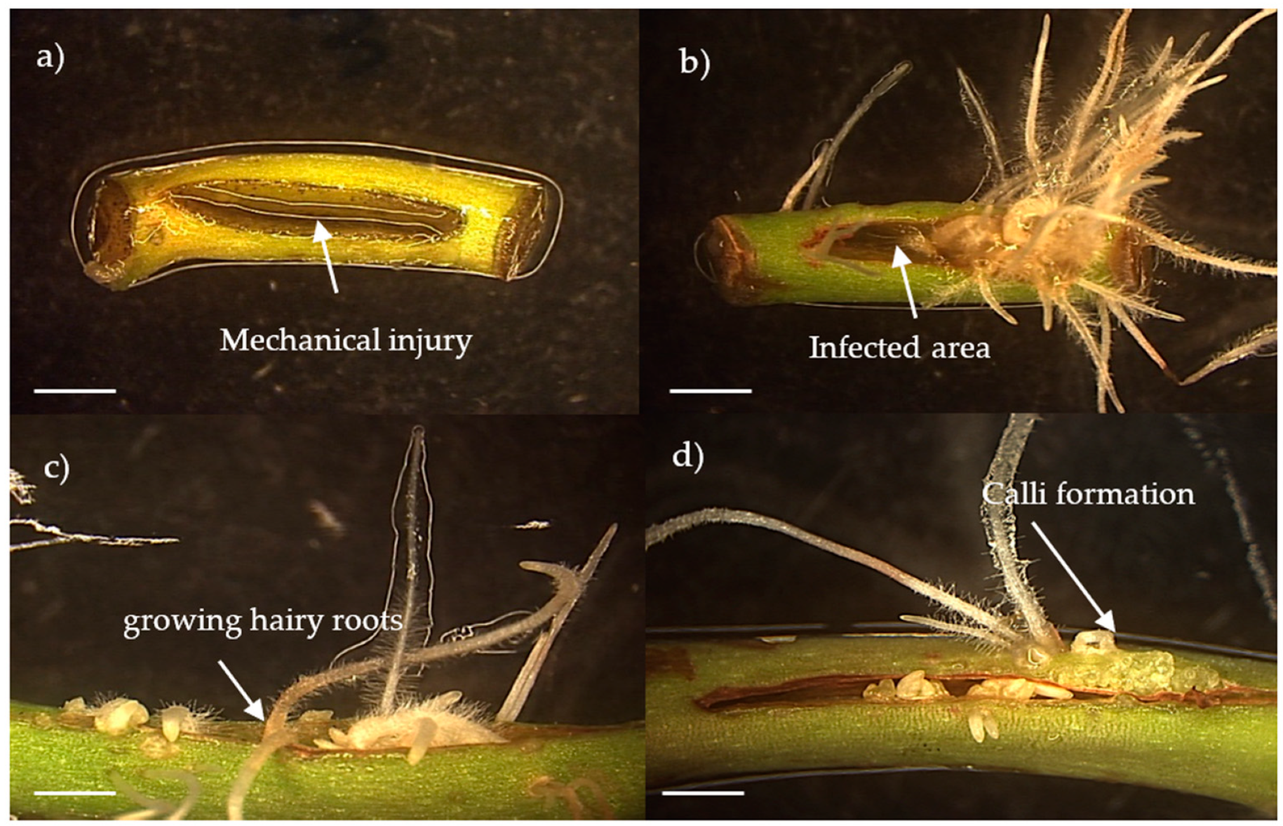 Agronomy 14 00189 g001 Agronomy 14 00189 g001