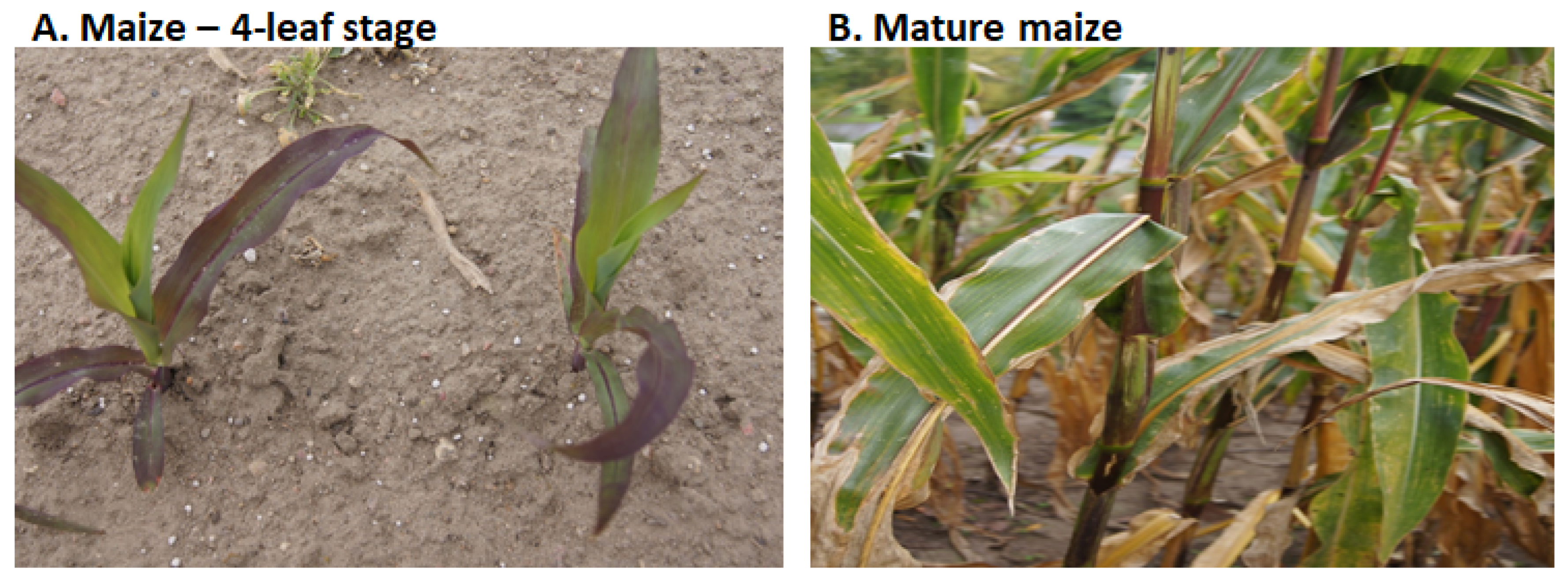 Agronomy 14 00200 g002