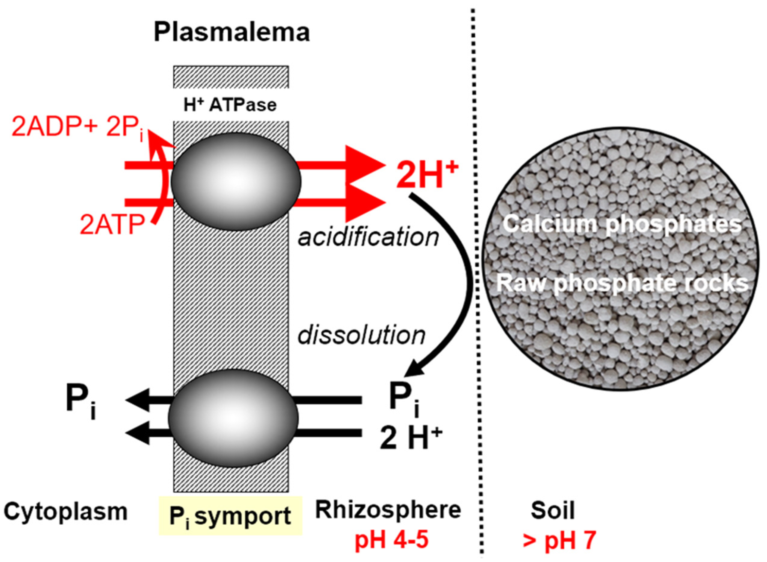 Agronomy 14 00200 g003