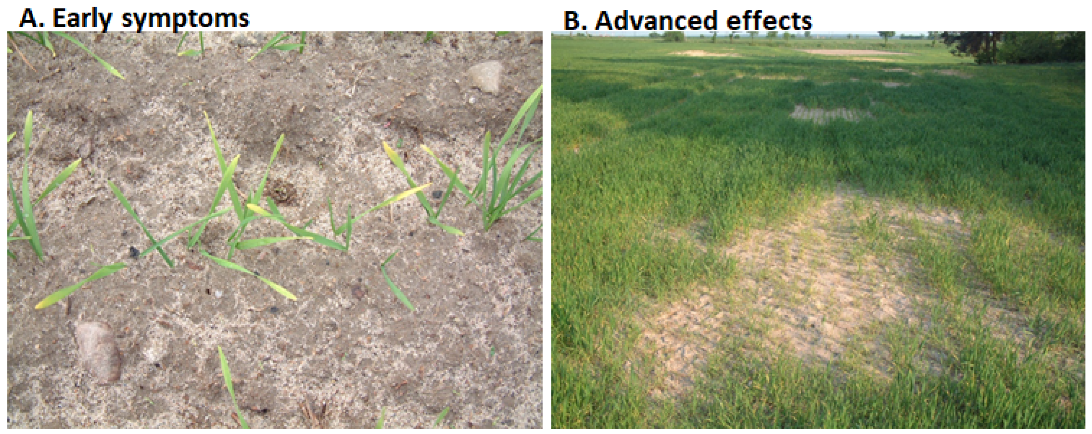 Agronomy 14 00200 g007