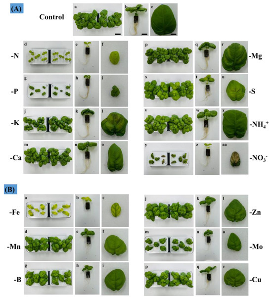 Characterization of Physiology, Photosynthesis, and Nutrition Based on  Induced Deficiencies of Macro- and Micronutrients in Basil (Ocimum  basilicum L.)