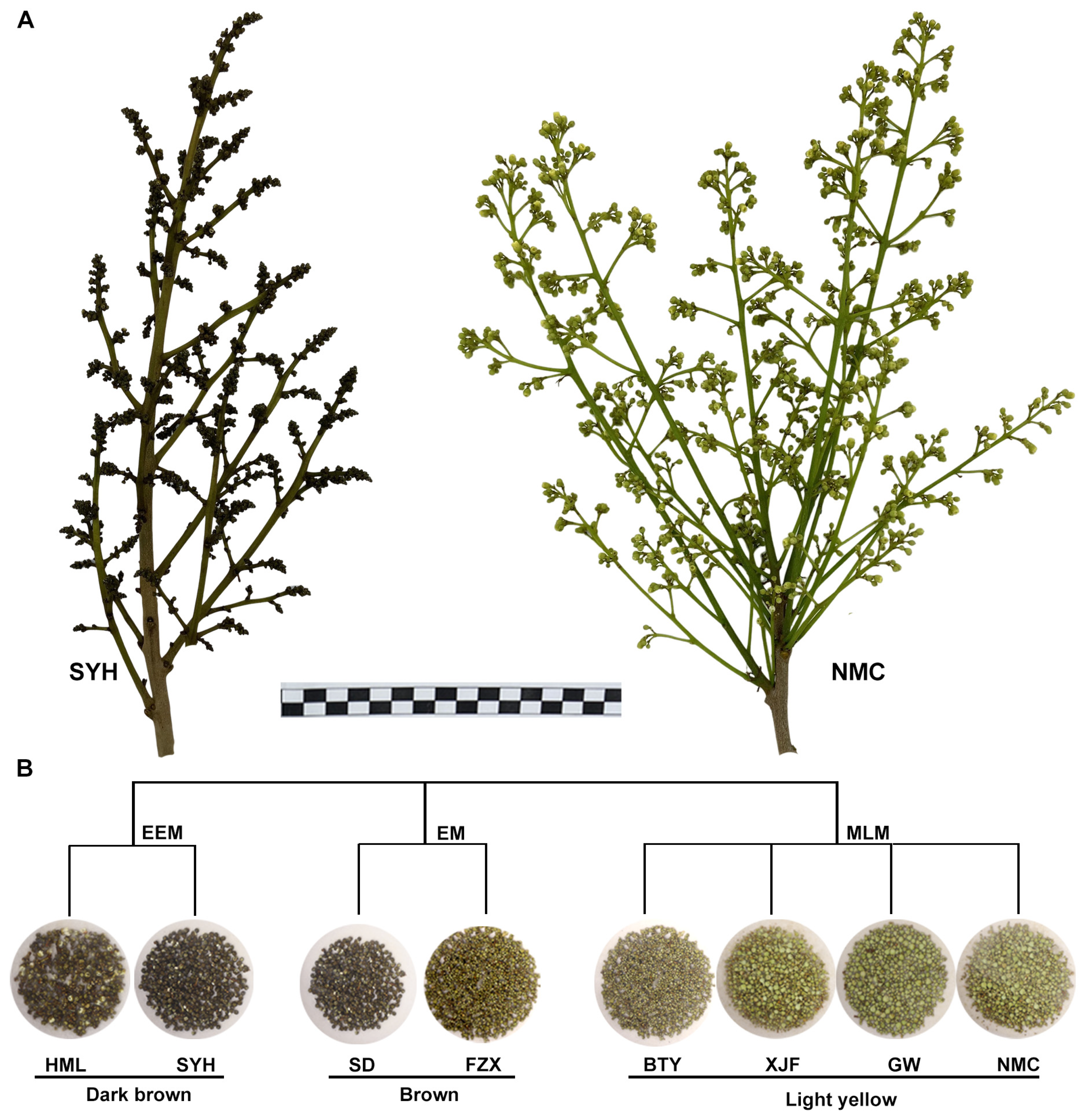 Metabolome and Transcriptome Analysis Provide Insights into
