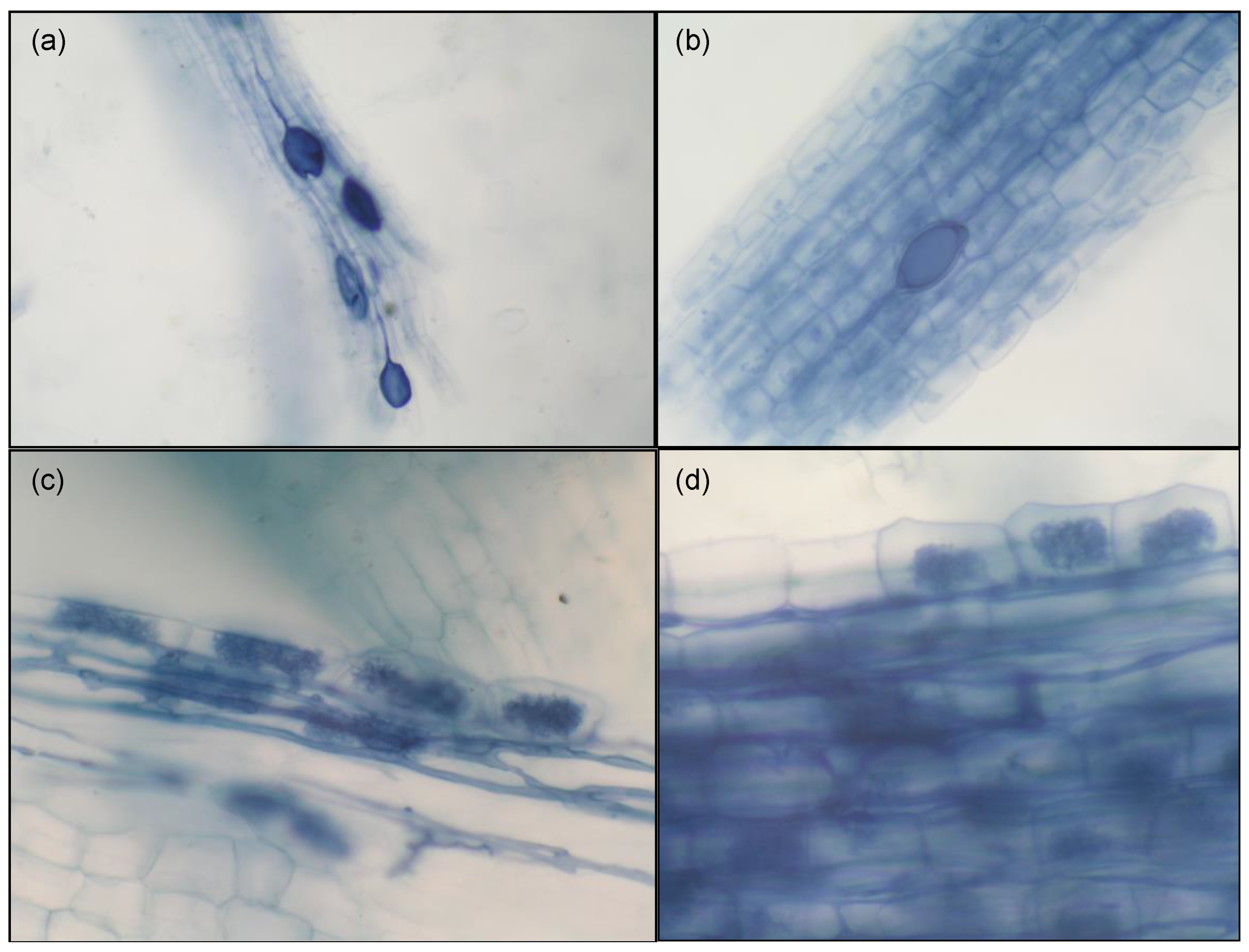Agronomy 14 00230 g001