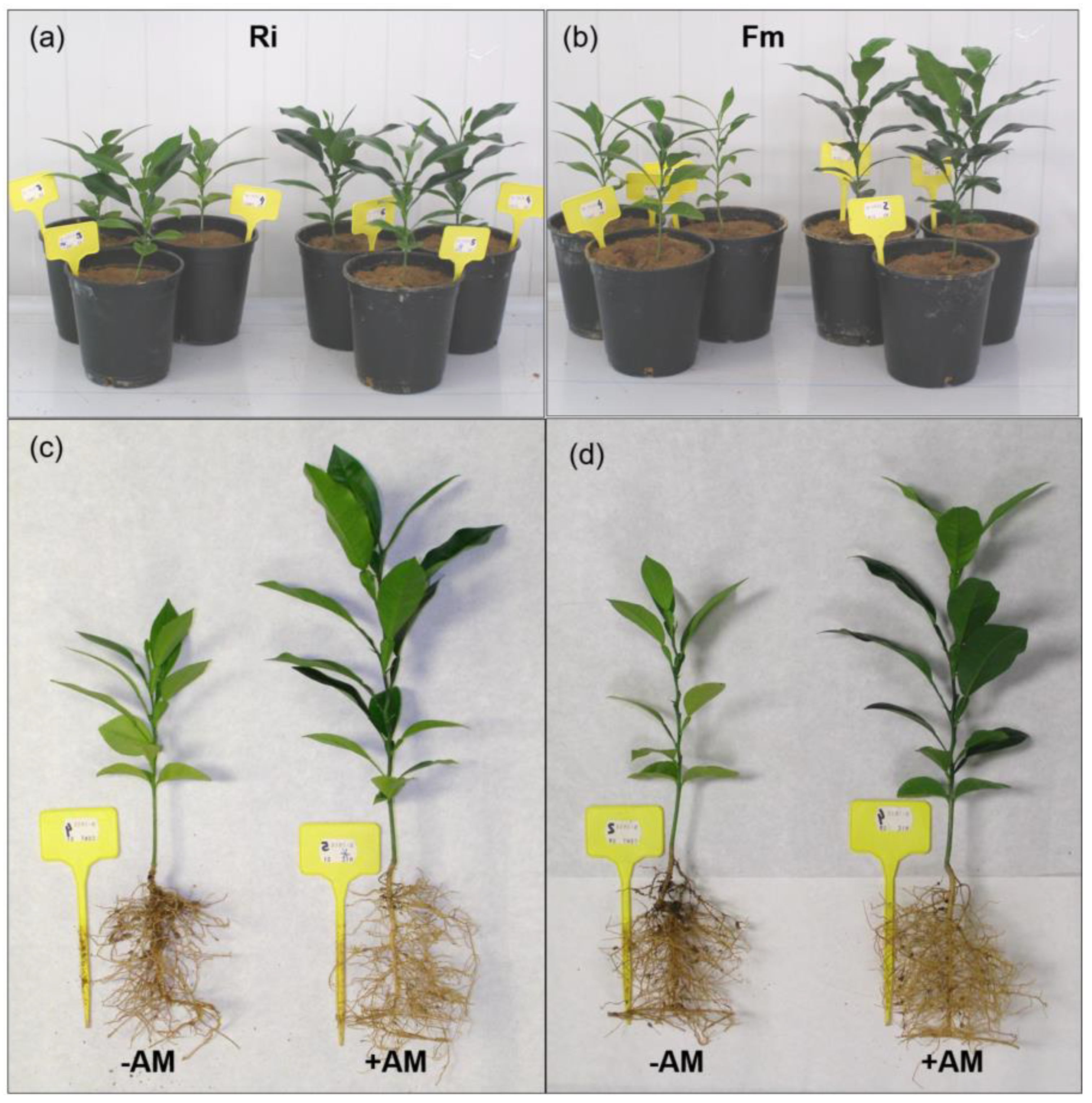 Agronomy 14 00230 g002