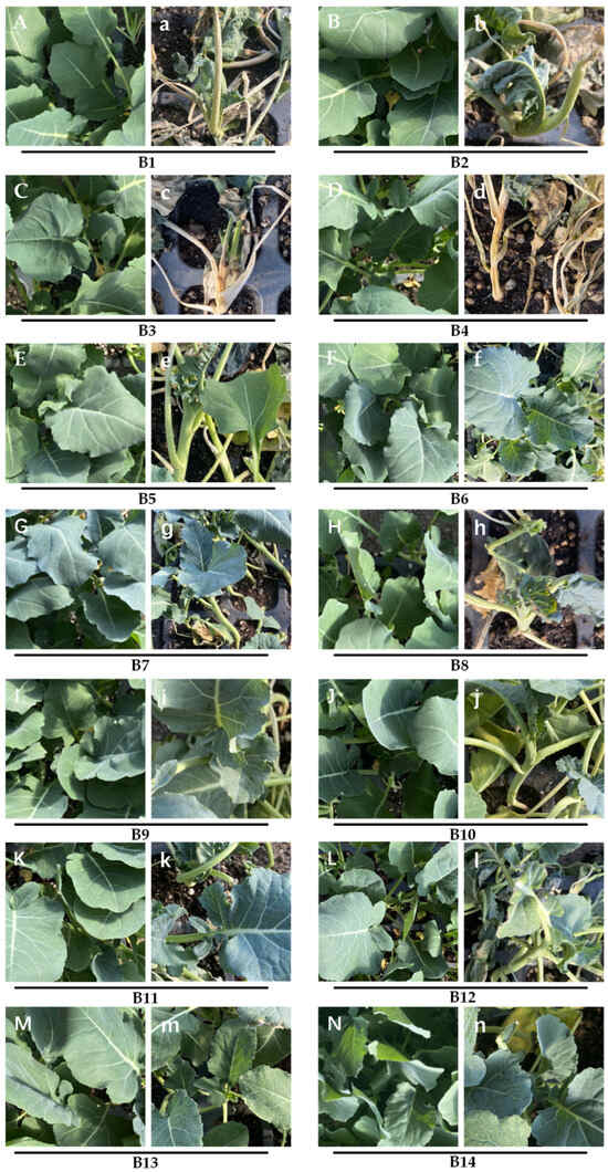 Agronomy Free FullText Construction and Identification of Cold Tolerance in Different