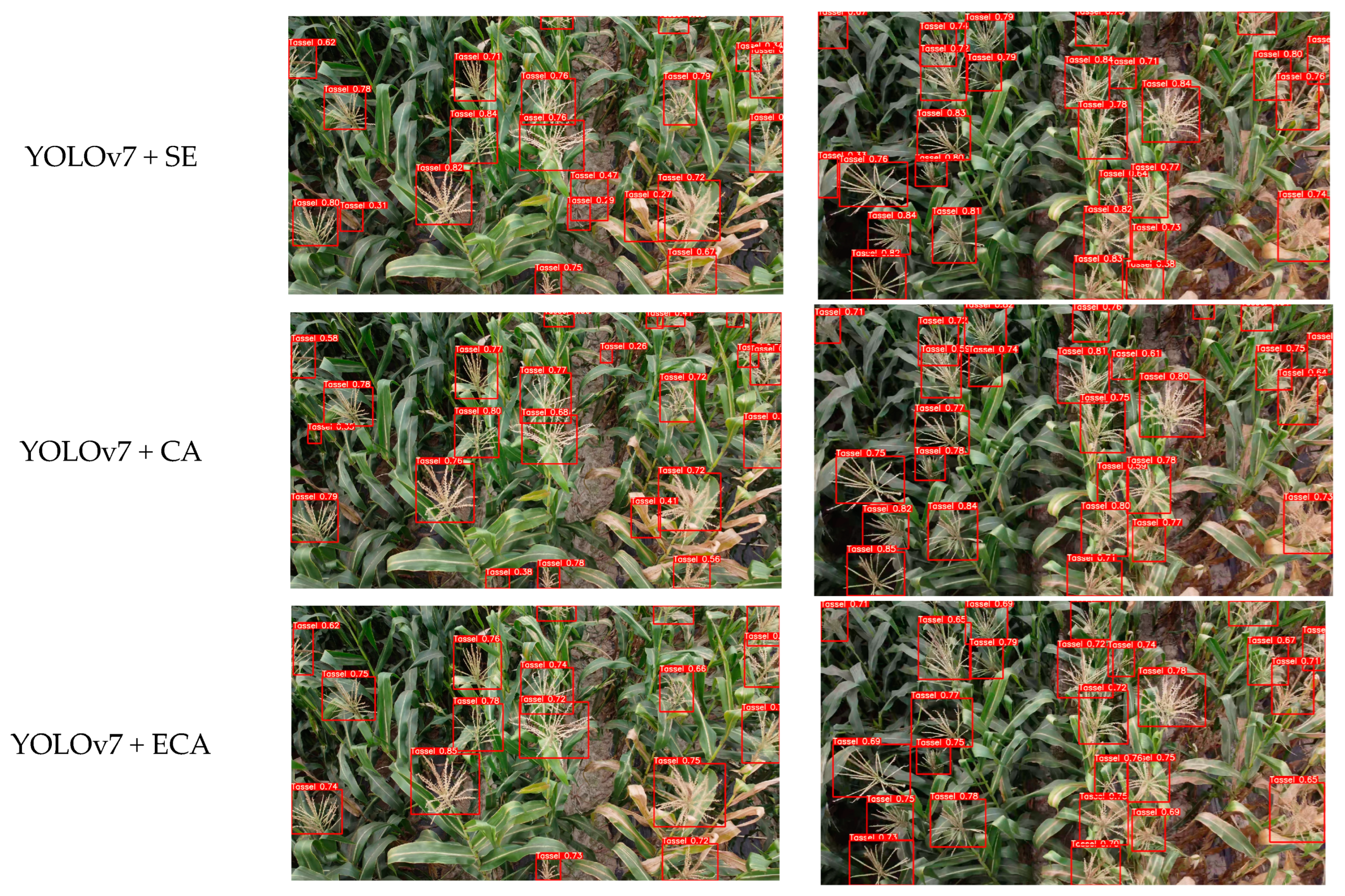 Agronomy 14 00241 g008b