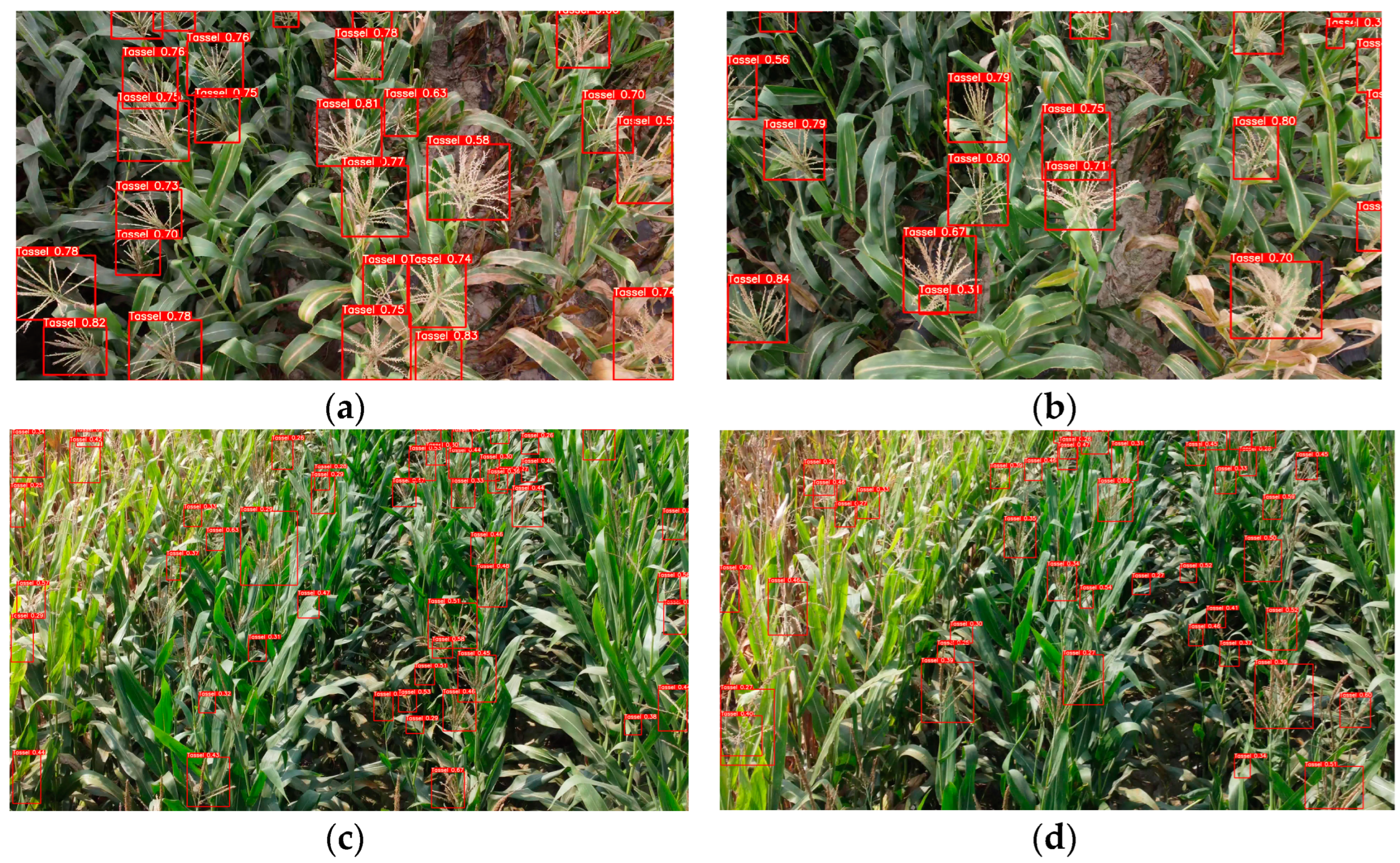 Agronomy 14 00241 g010a