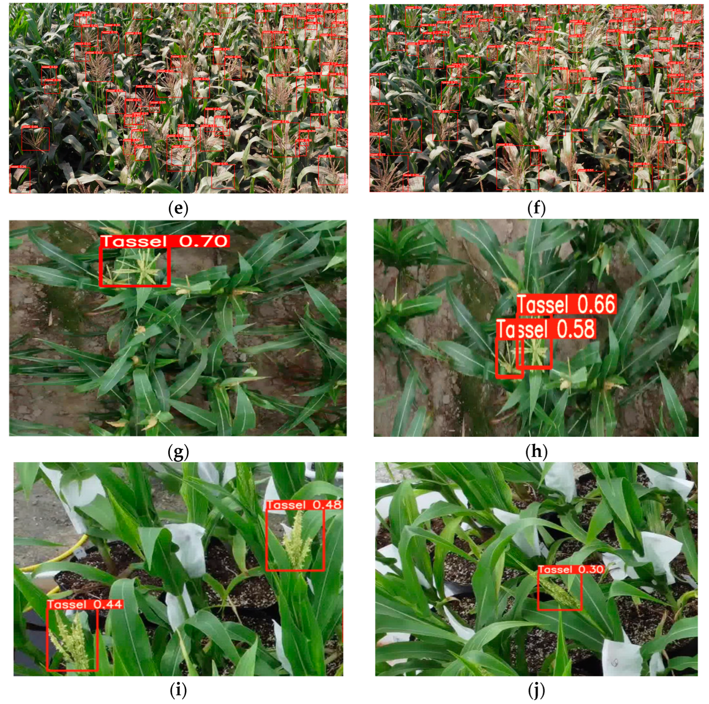 Agronomy 14 00241 g010b