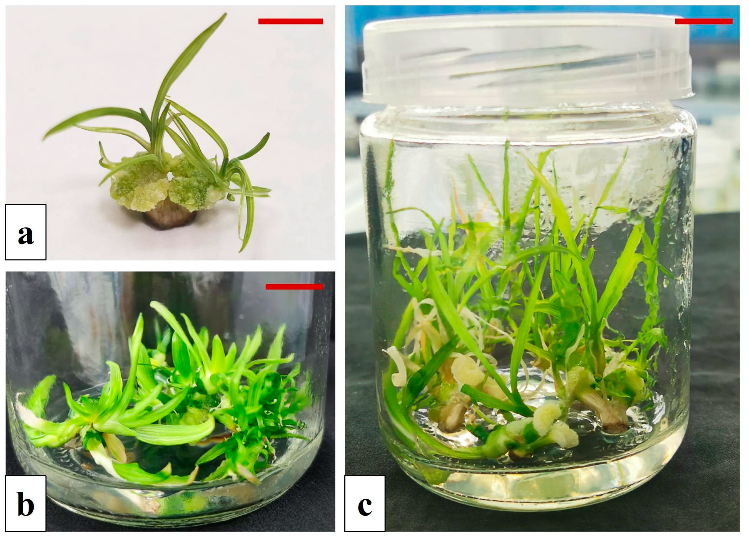 Agronomy 14 00244 g003