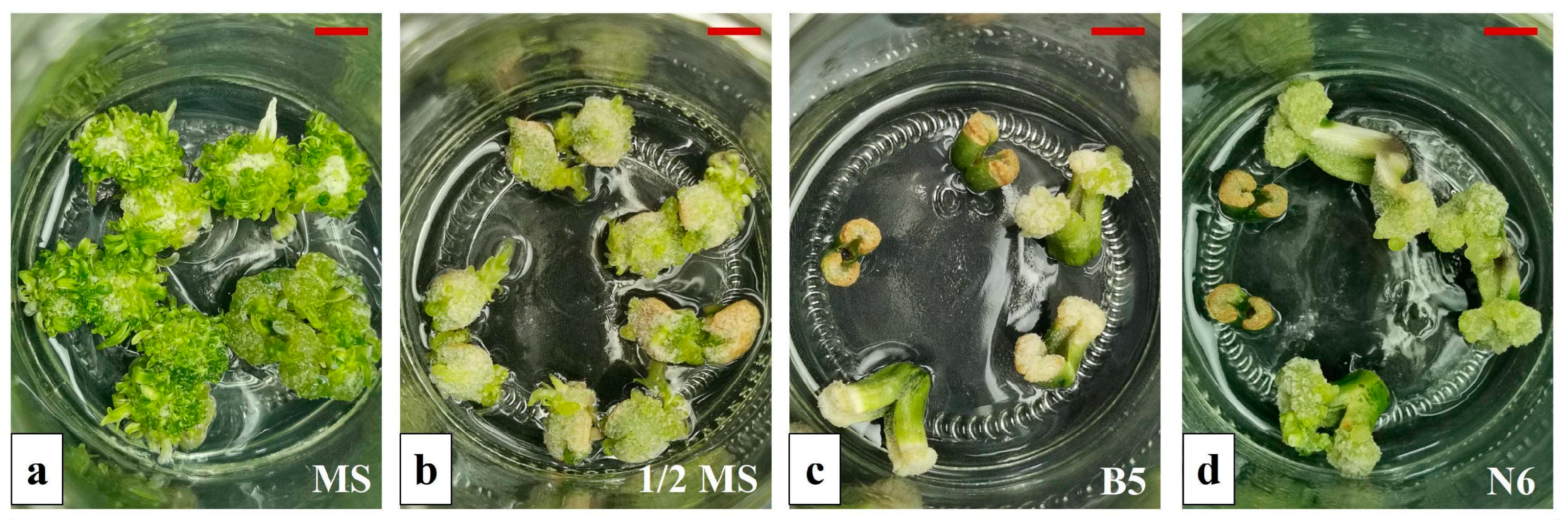 Agronomy 14 00244 g005