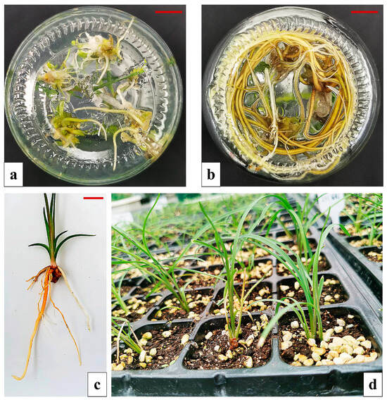 Development and Optimization of a Rapid In Vitro