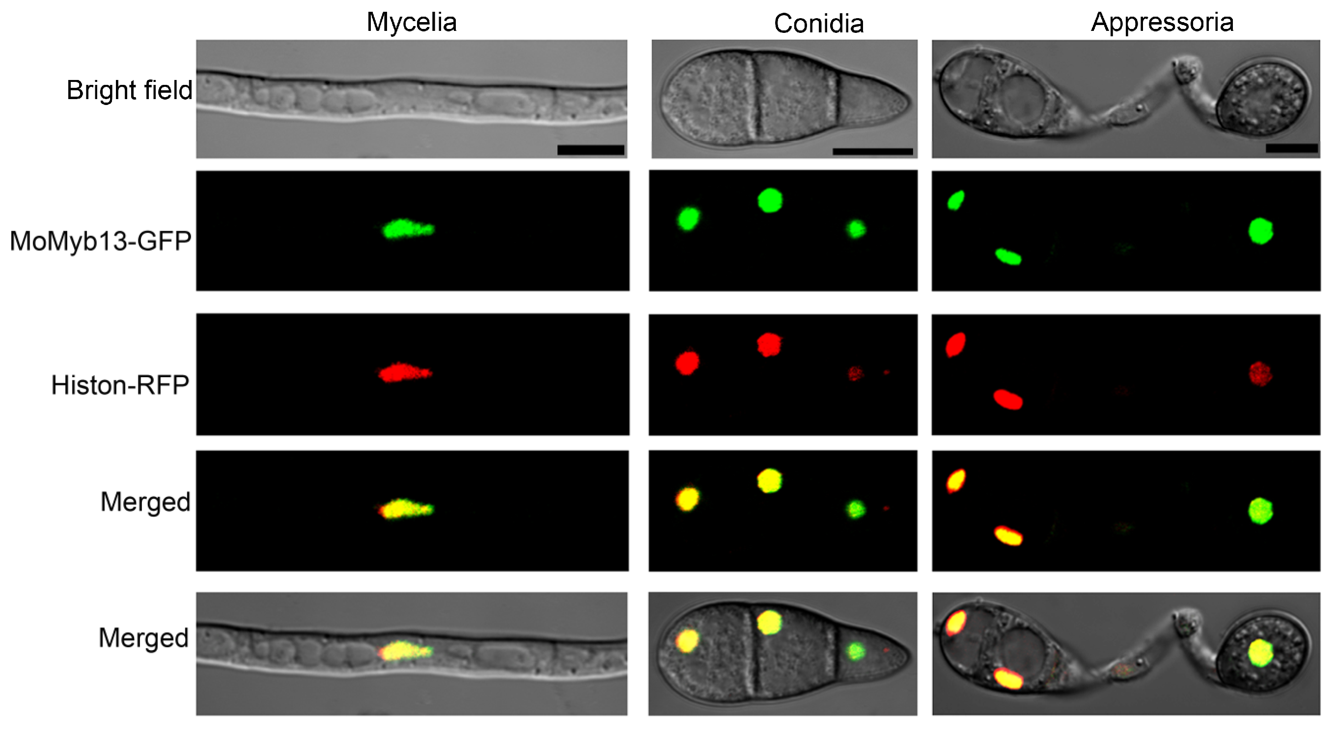 Agronomy 14 00251 g002