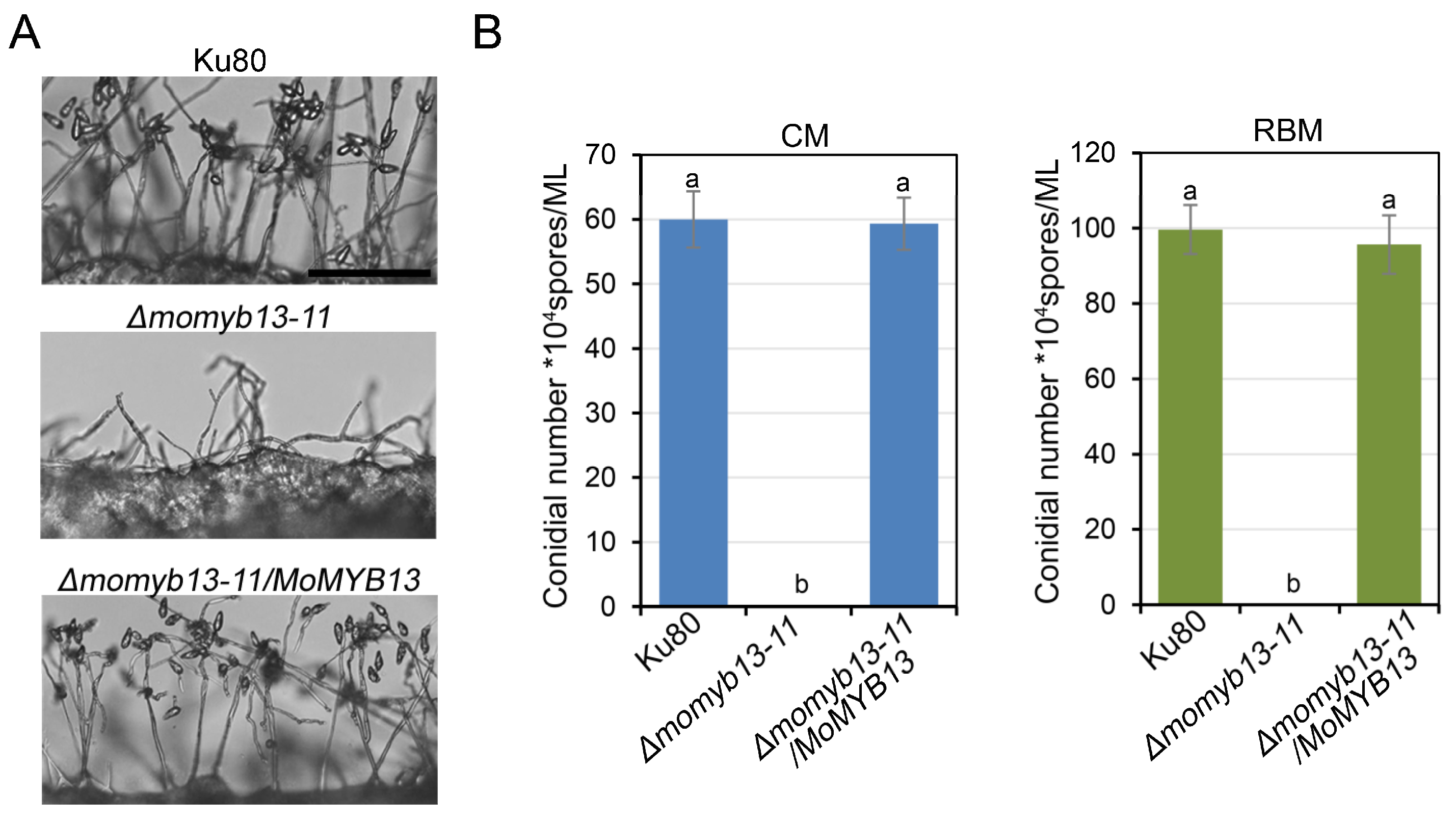 Agronomy 14 00251 g004
