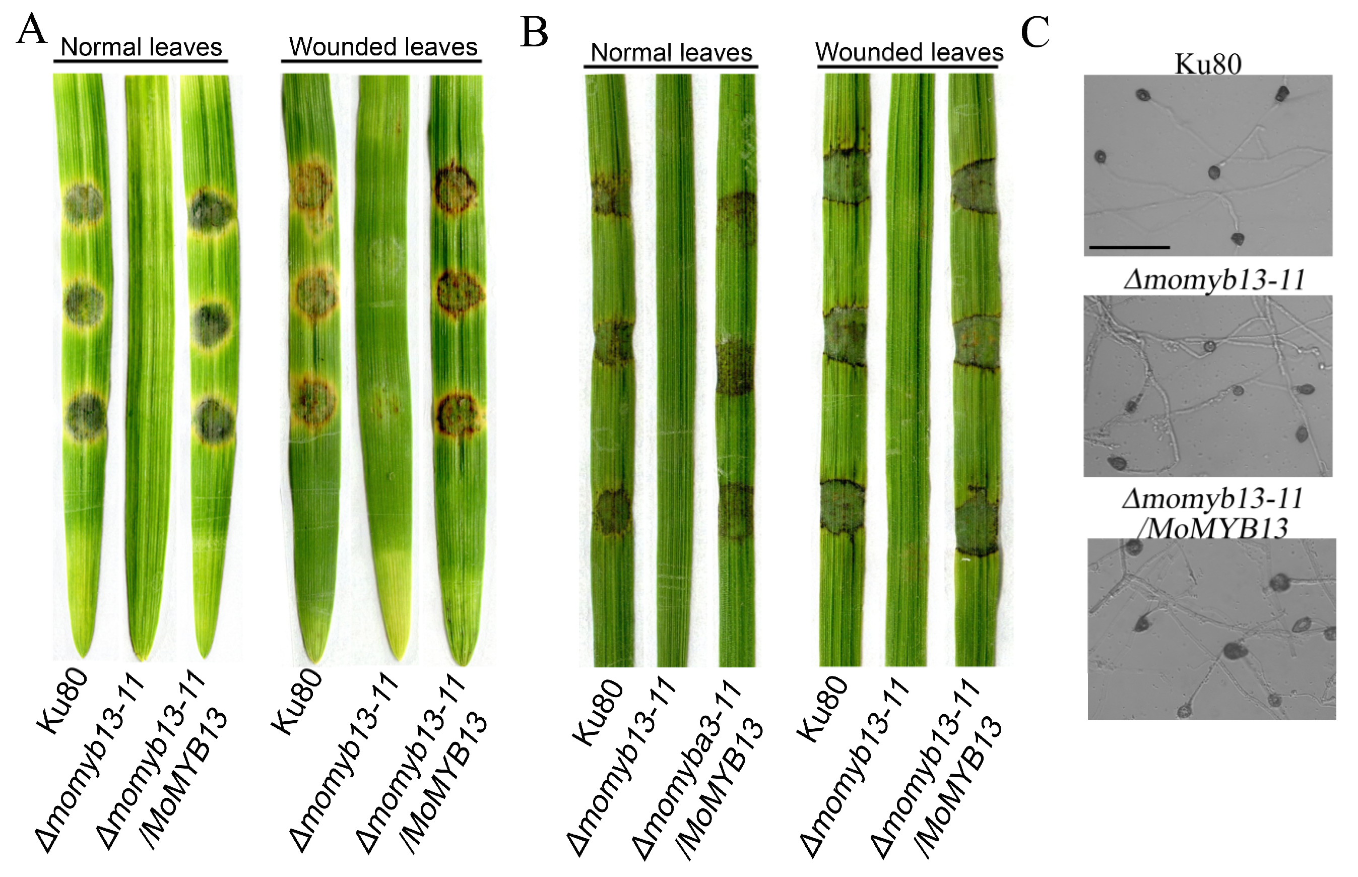 Agronomy 14 00251 g005