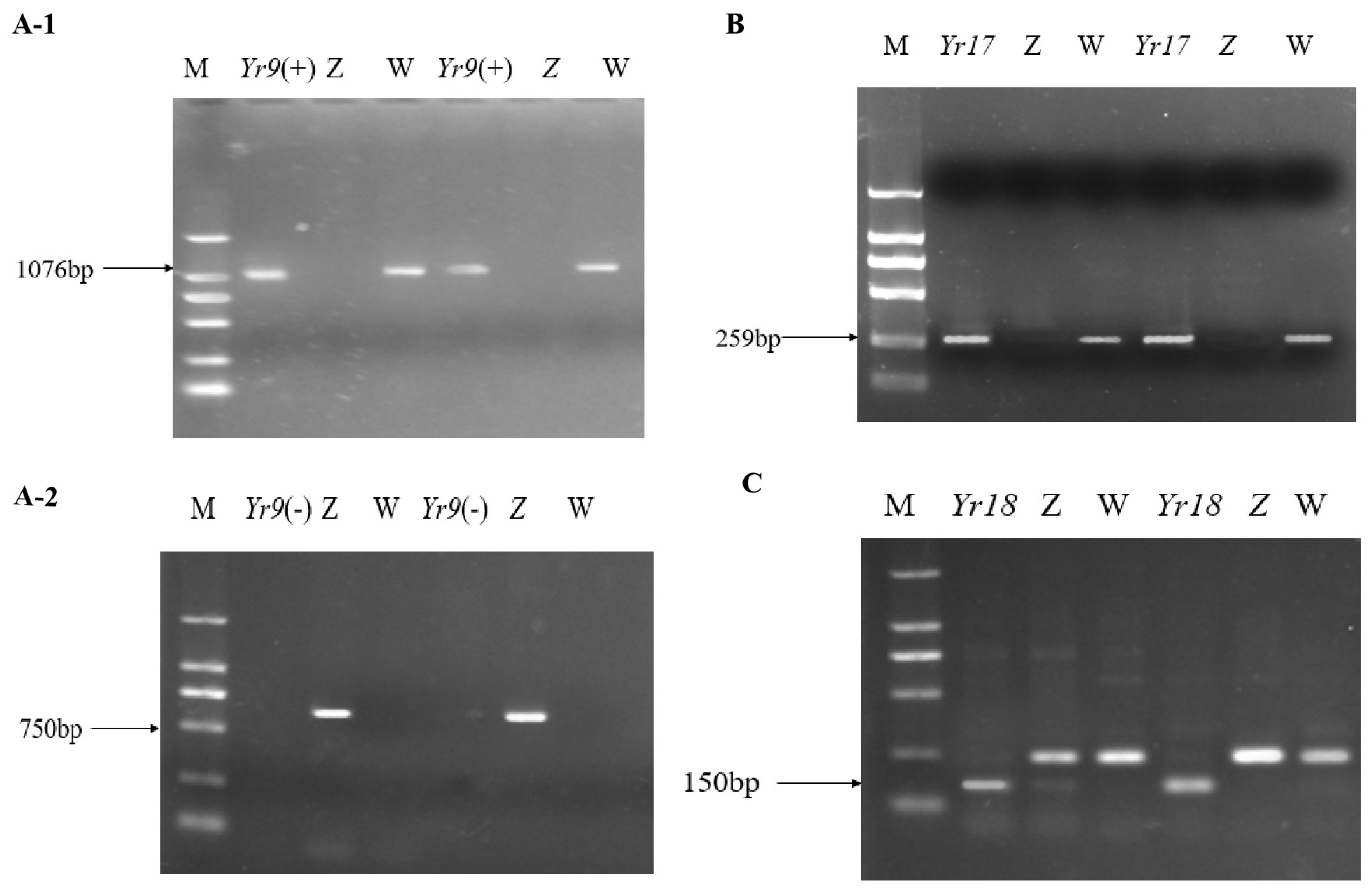 Agronomy 14 00264 g004
