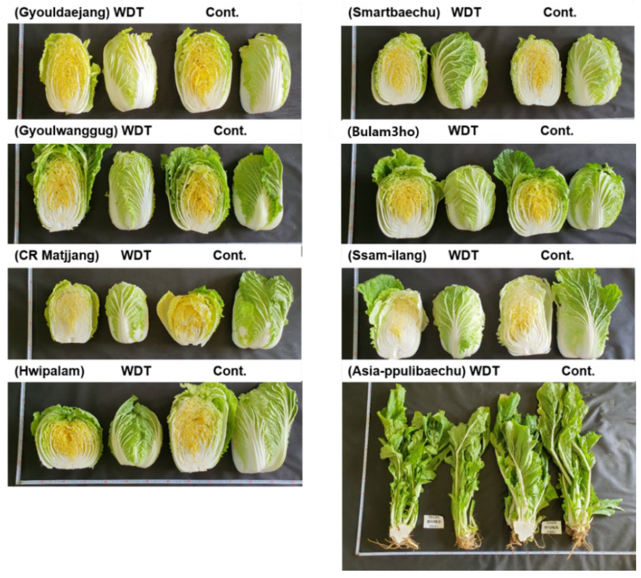 Agronomy 14 00279 g012 Agronomy 14 00279 g012