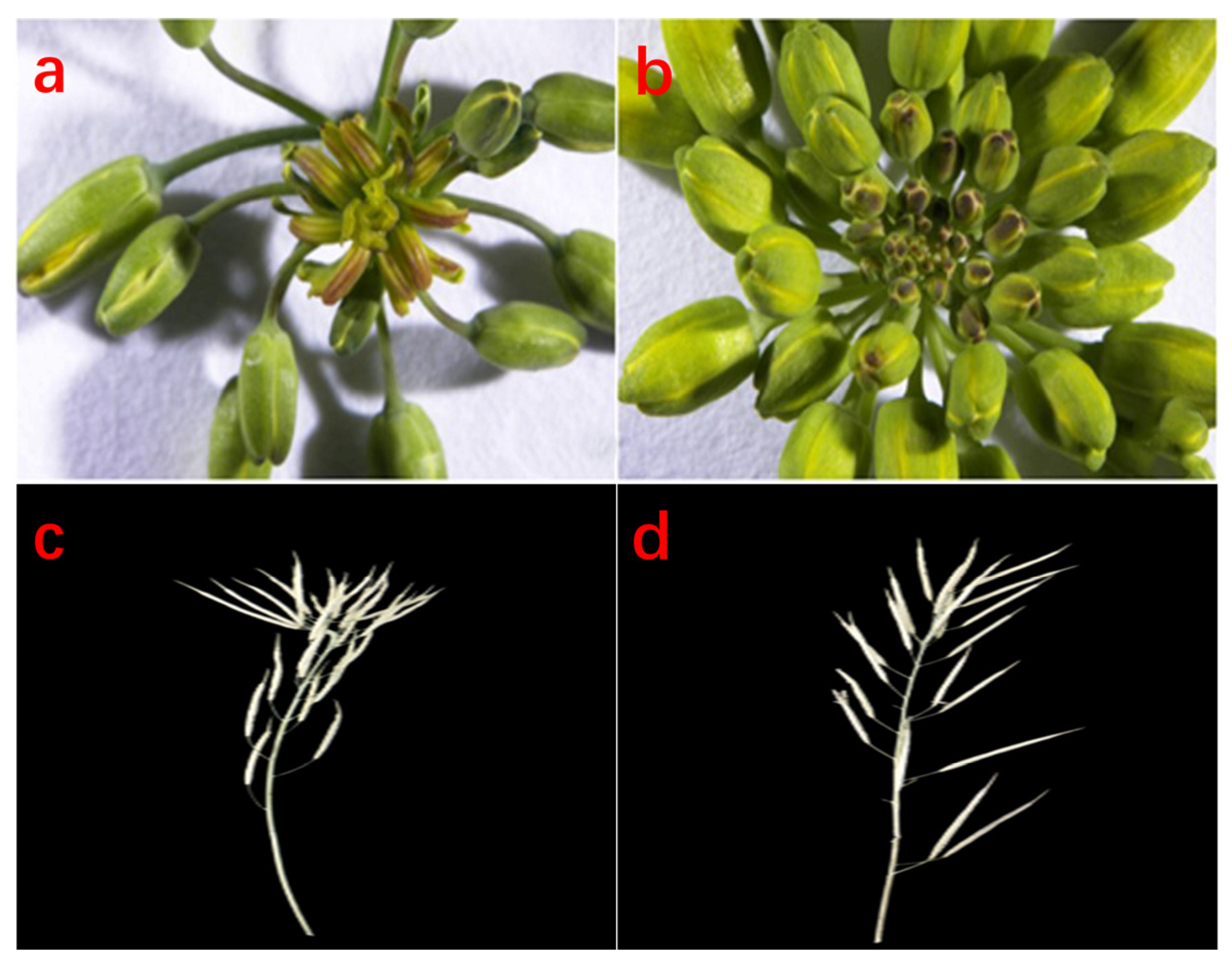 Agronomy 14 00281 g001