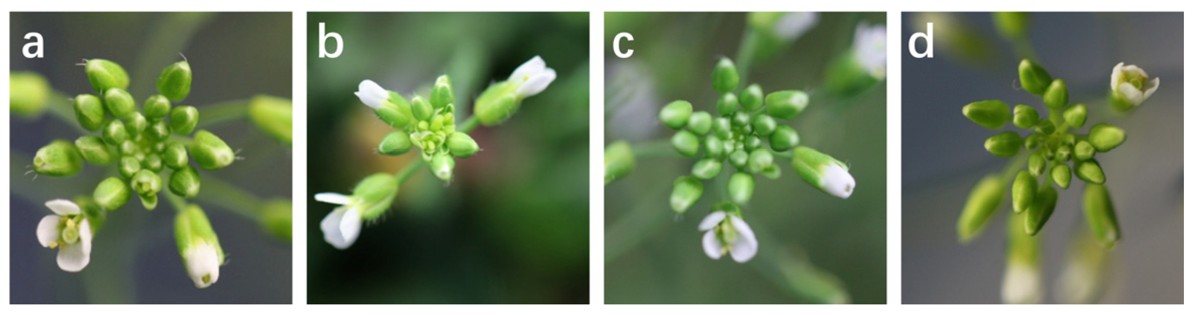 Agronomy 14 00281 g008