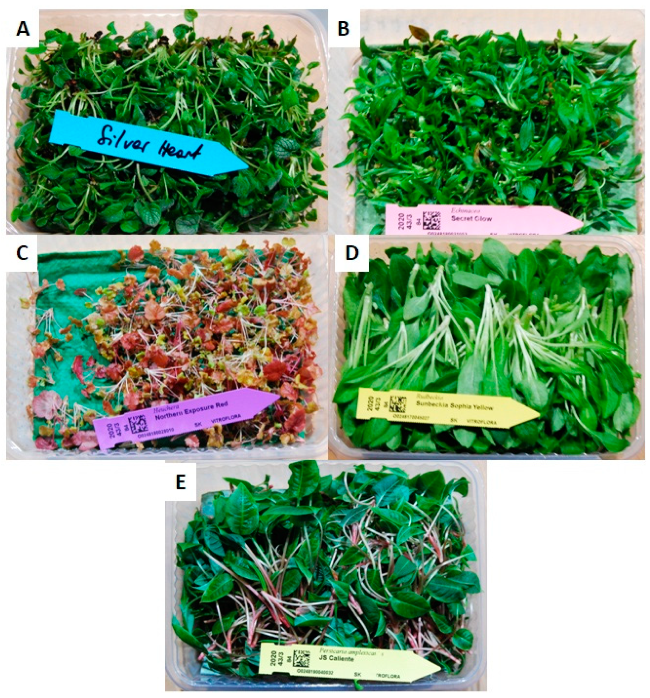 Agronomy 14 00289 g001