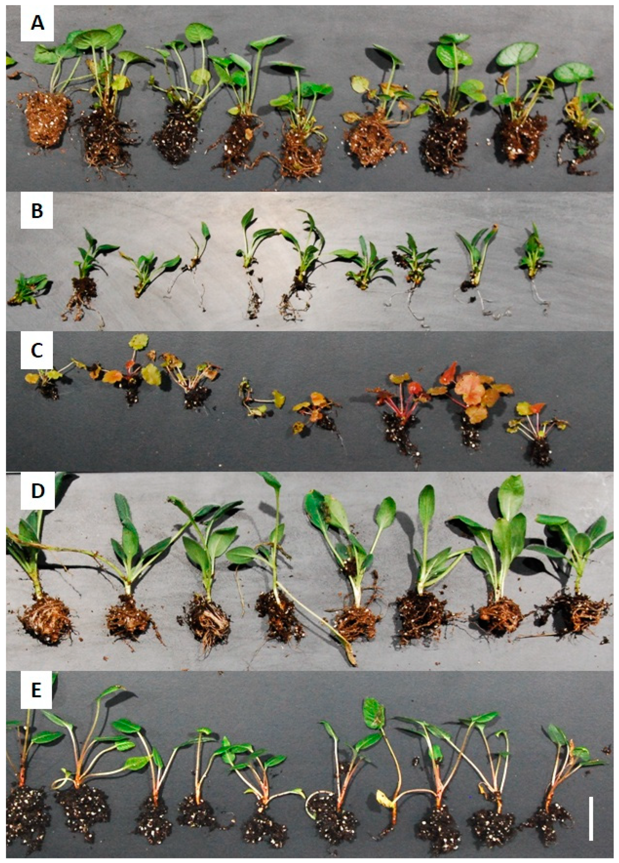 Agronomy 14 00289 g002