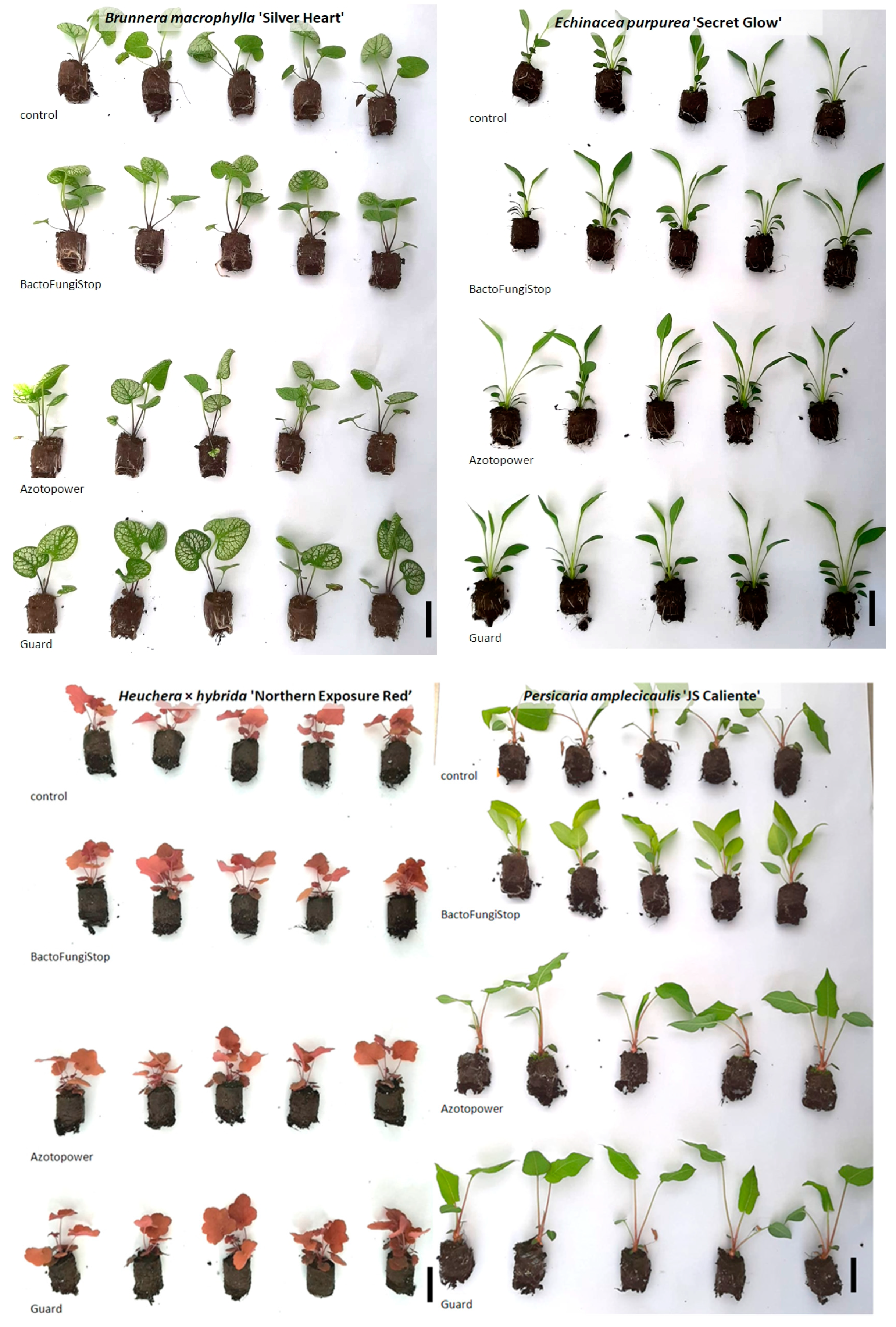 Agronomy 14 00289 g004a