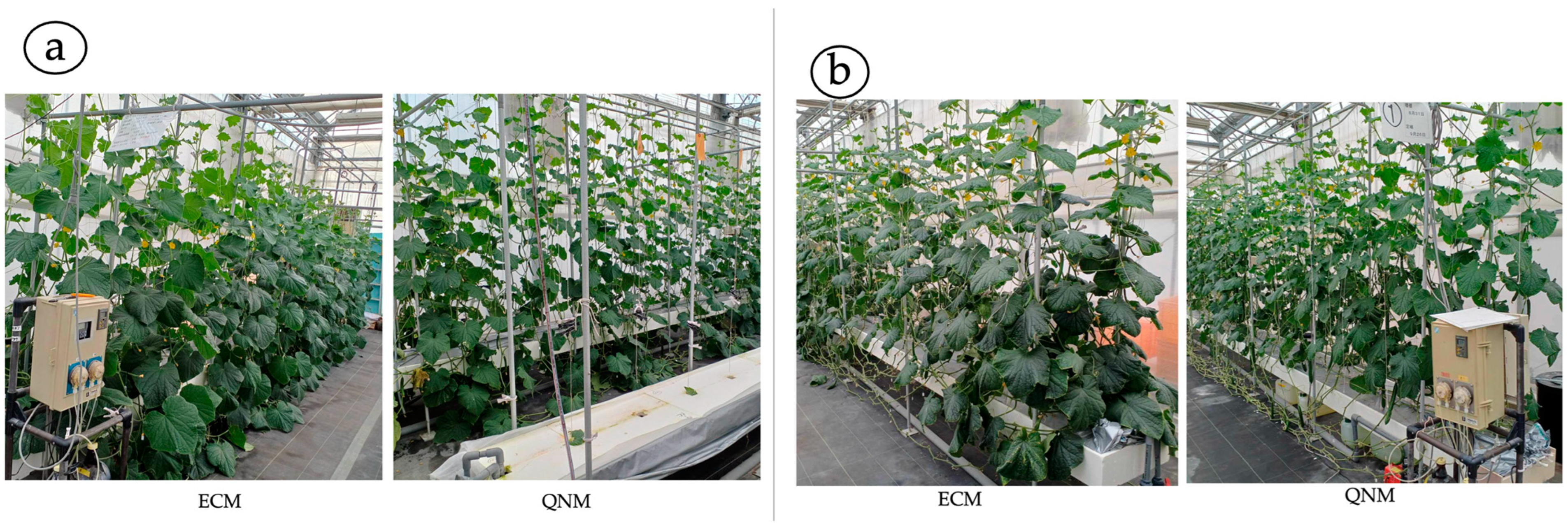 Agronomy 14 00296 g007 Agronomy 14 00296 g007