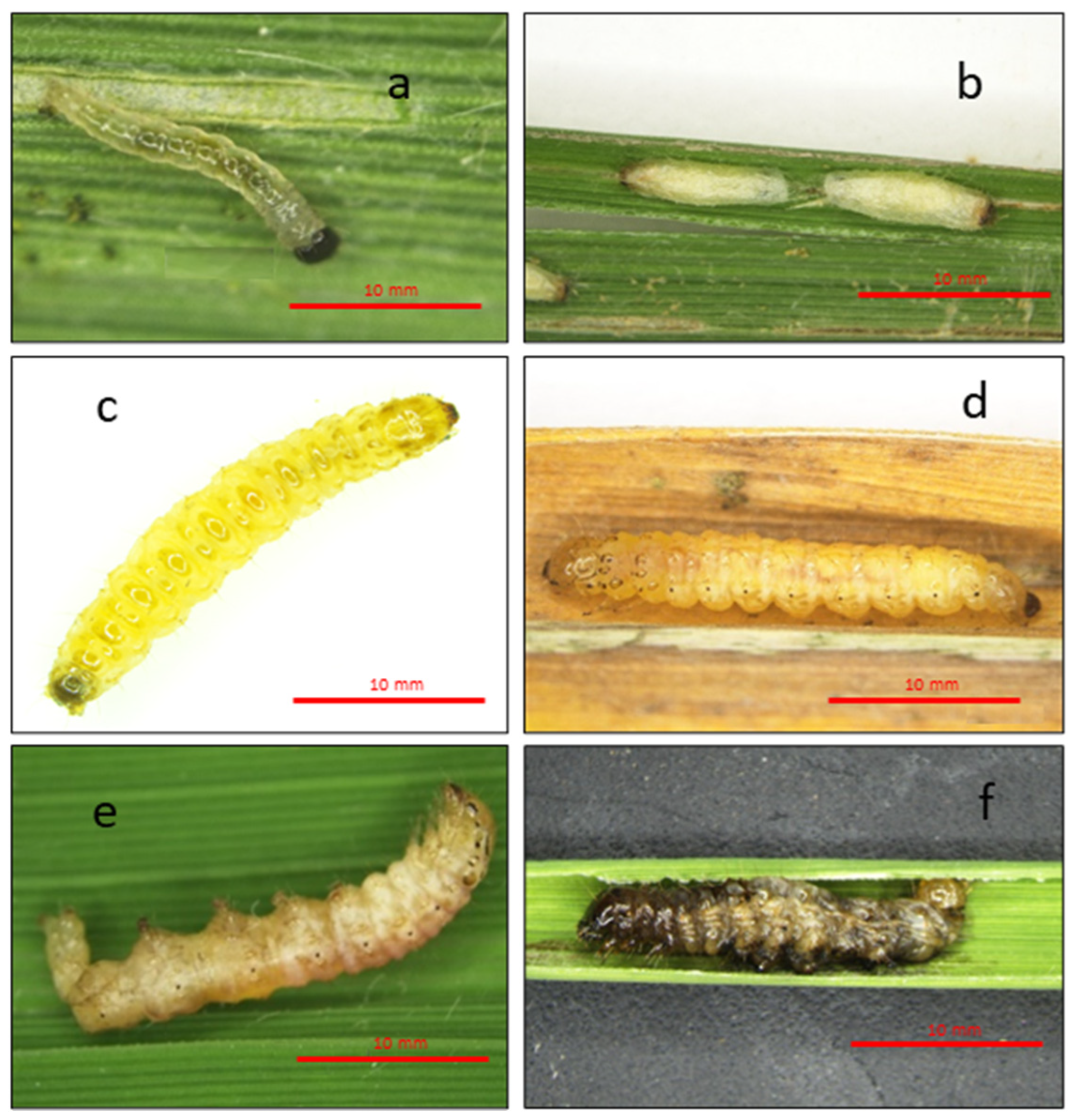 Agronomy 14 00310 g003 Agronomy 14 00310 g003