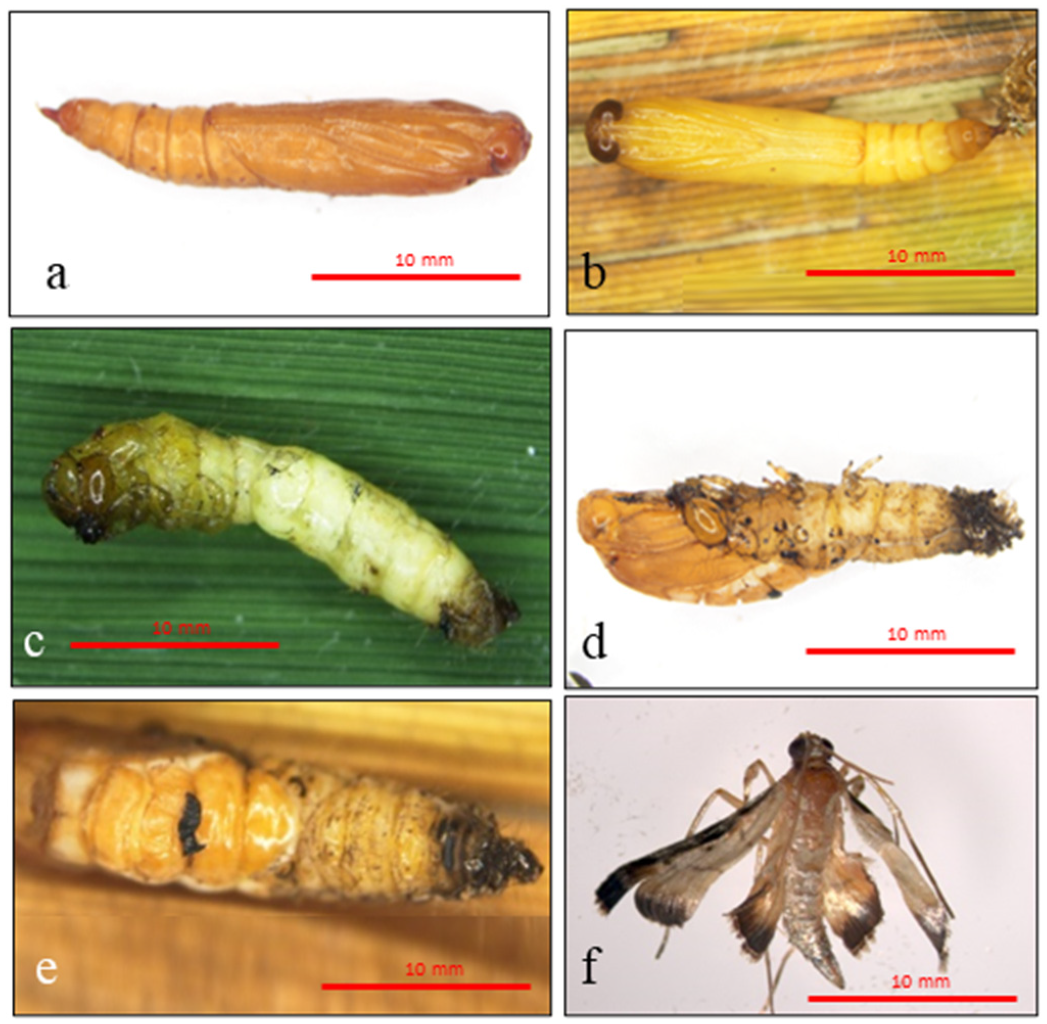 Agronomy 14 00310 g004 Agronomy 14 00310 g004